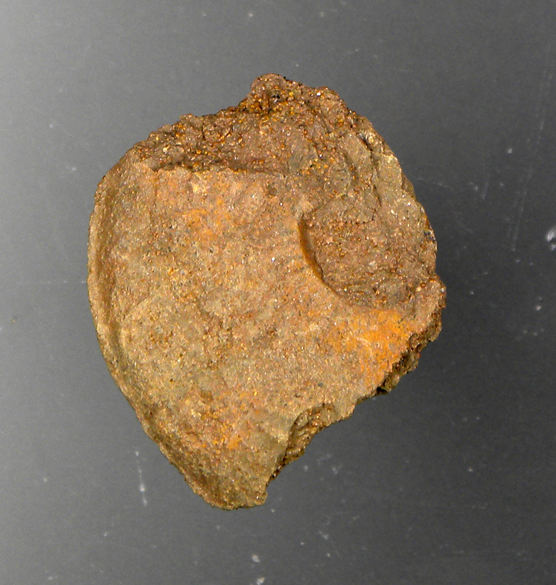 Ancolioceras