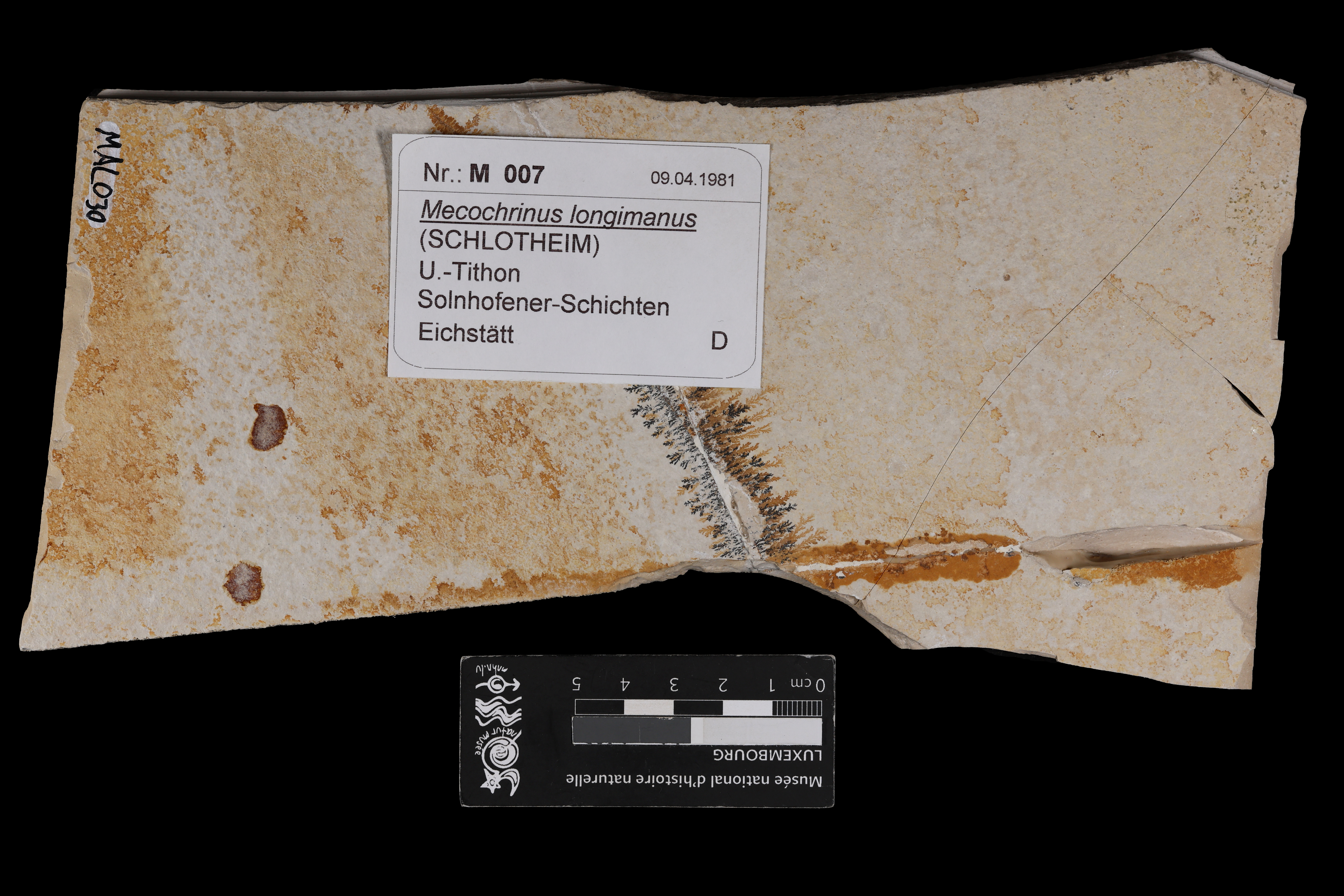 Mecochirus longimanatus (von Schlotheim, 1820), a relative of Mecochiridae — not Mecochiridae itself