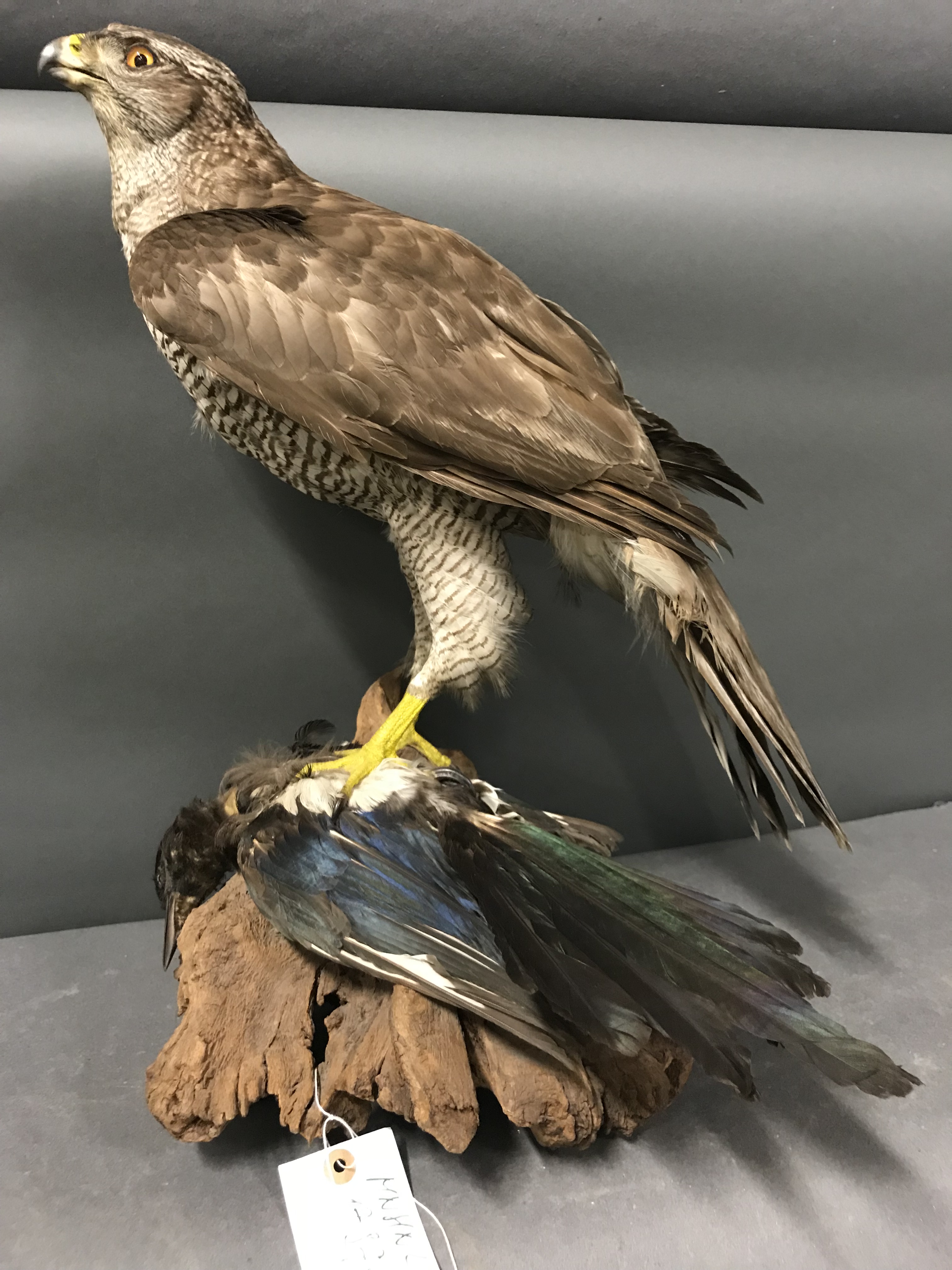 Eurasian Goshawk