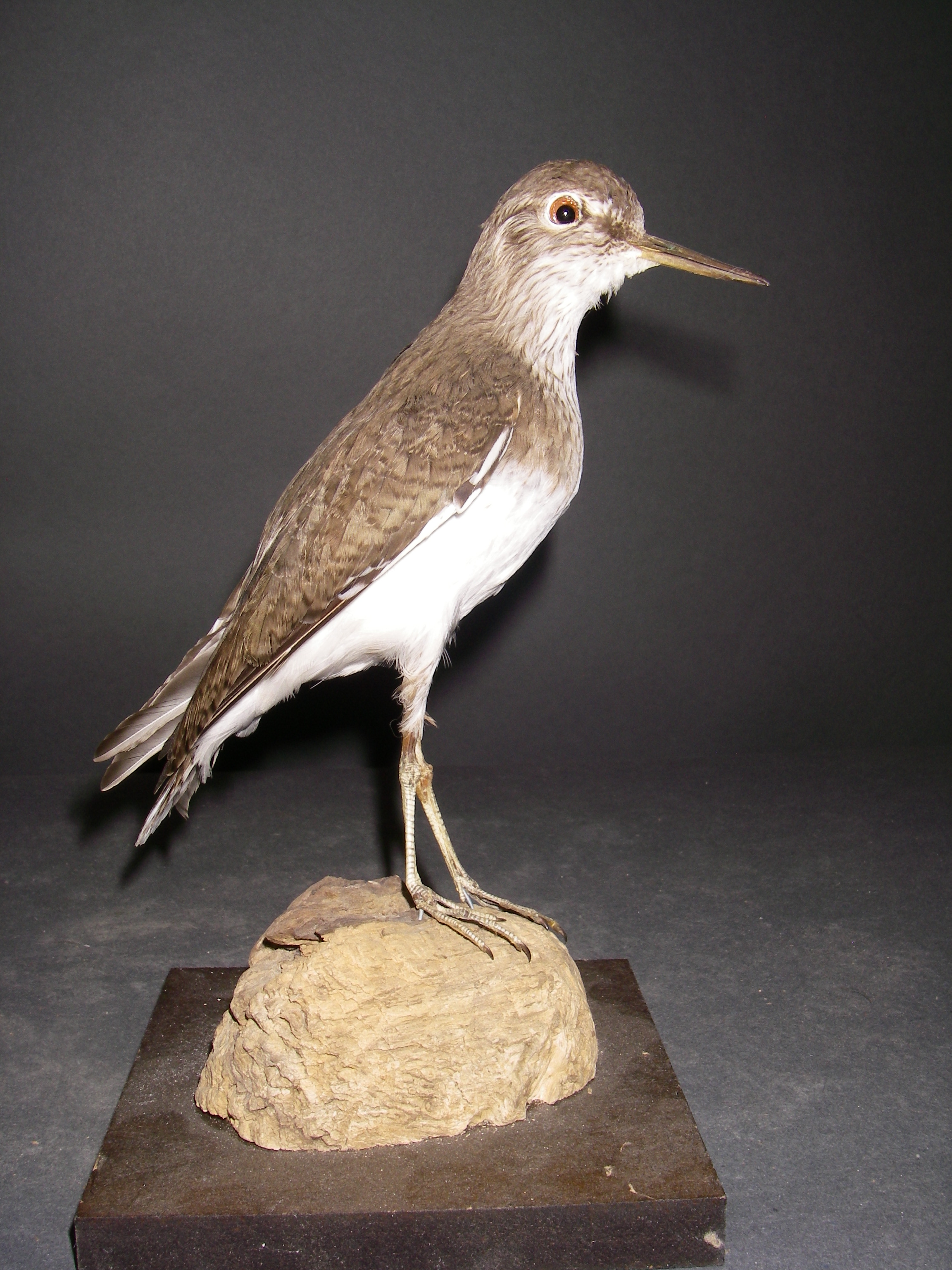 Common Sandpiper