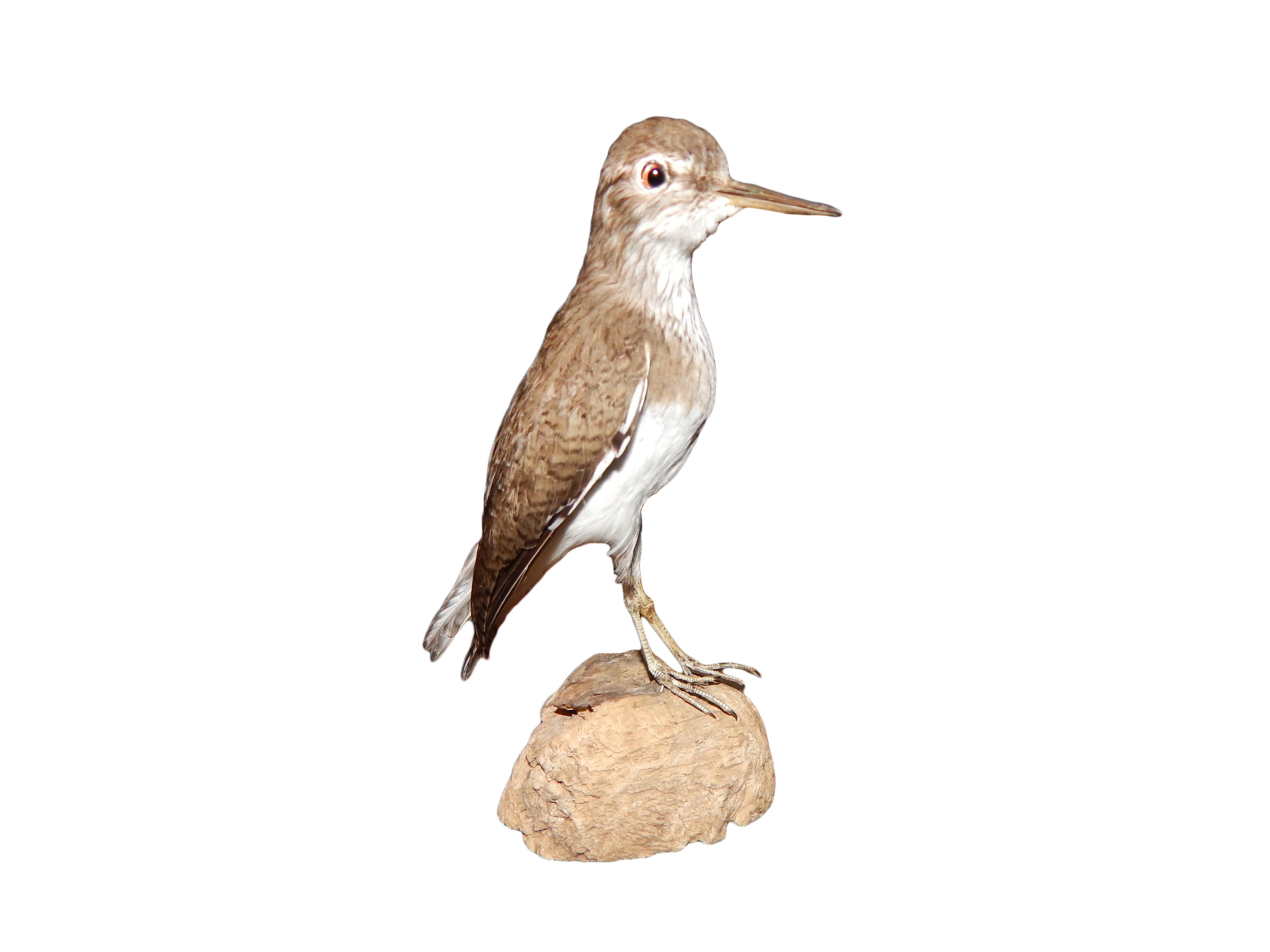 Common Sandpiper