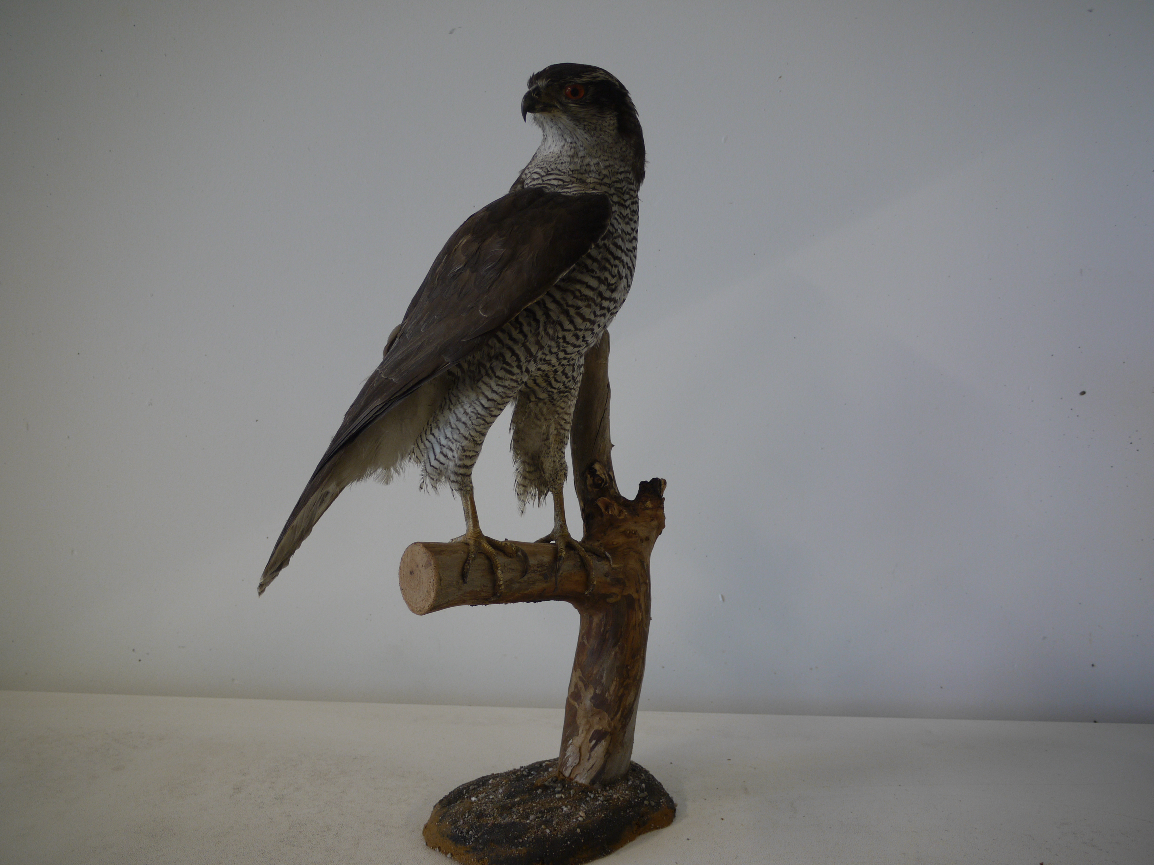 Eurasian Goshawk