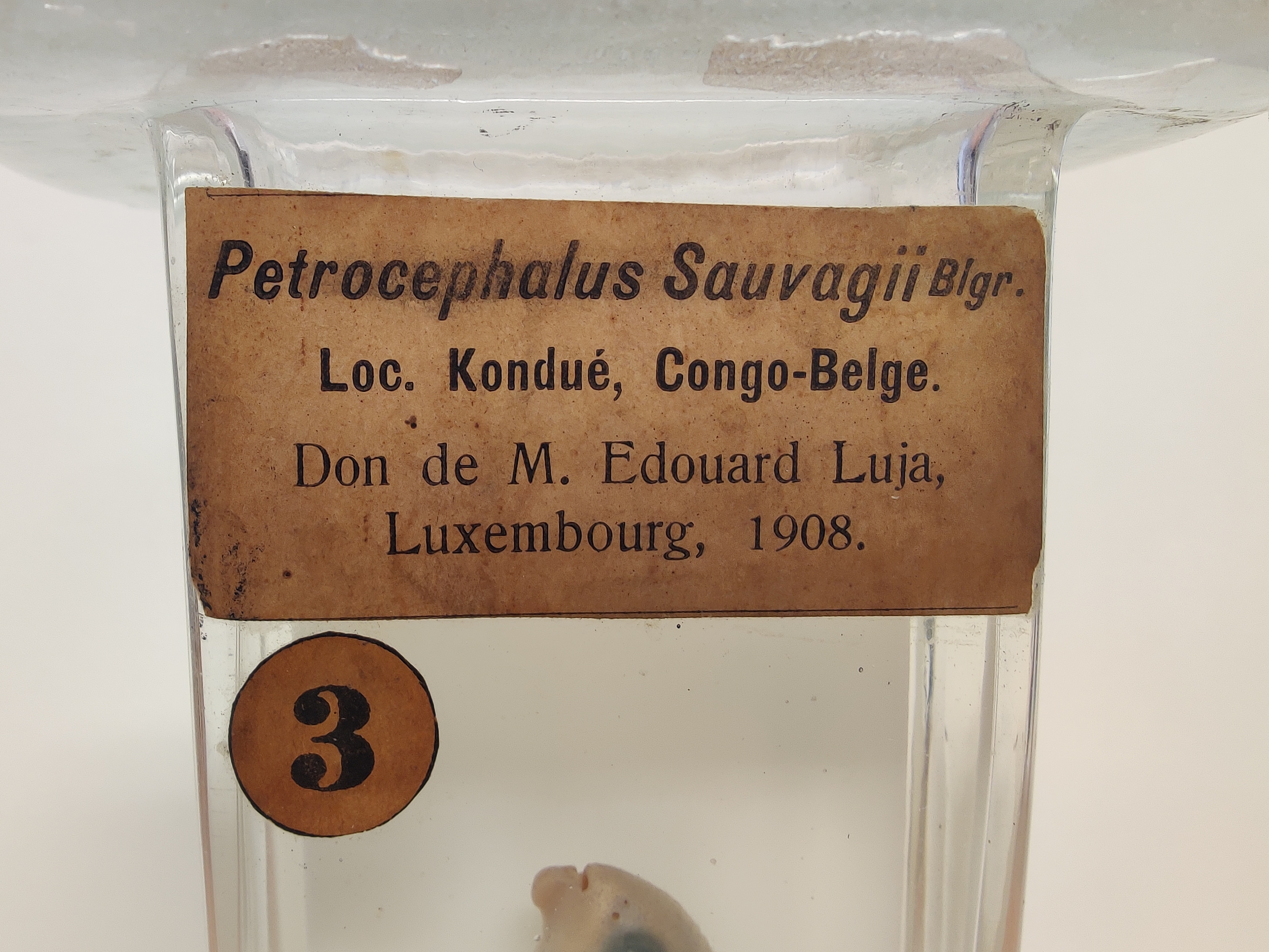 Sauvage's stonebreaker (Petrocephalus sauvagii) — Mormyridae