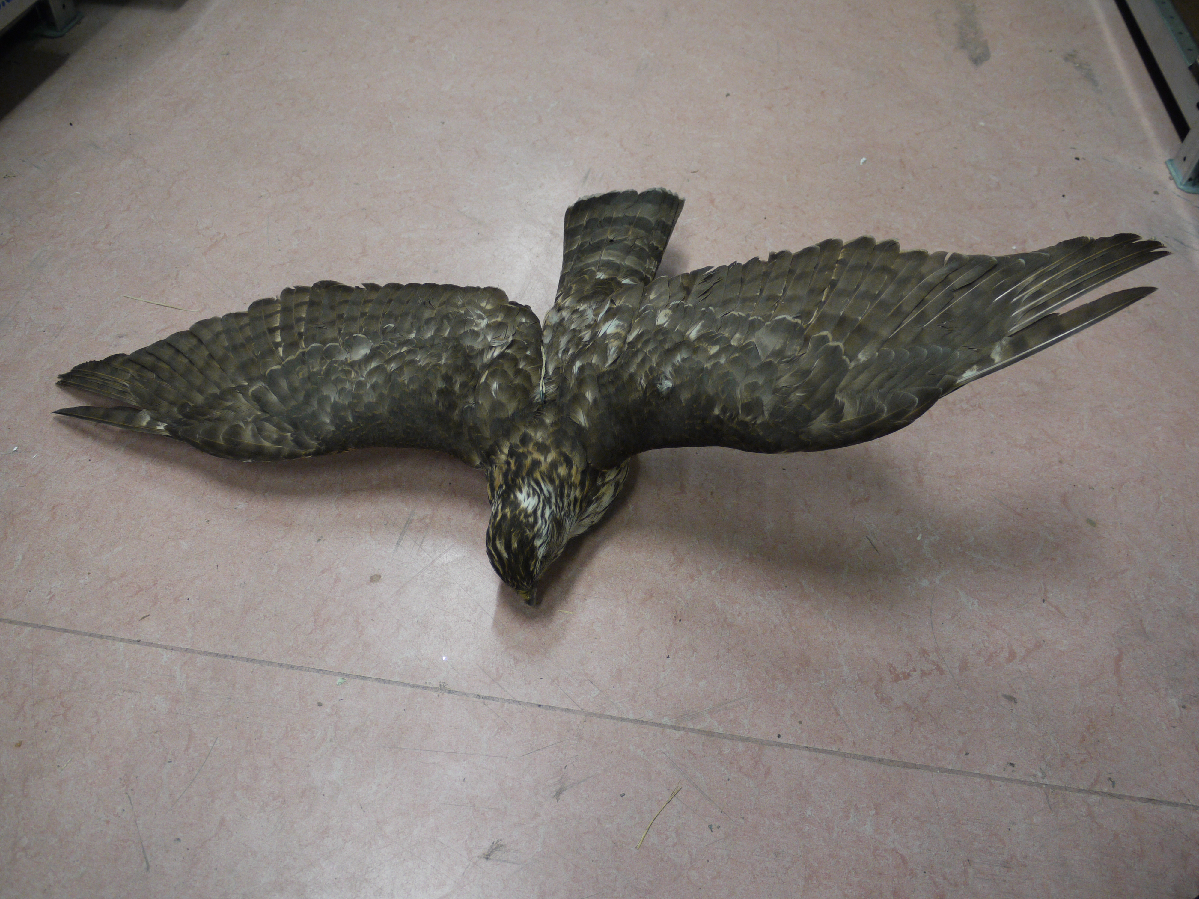Eurasian Goshawk