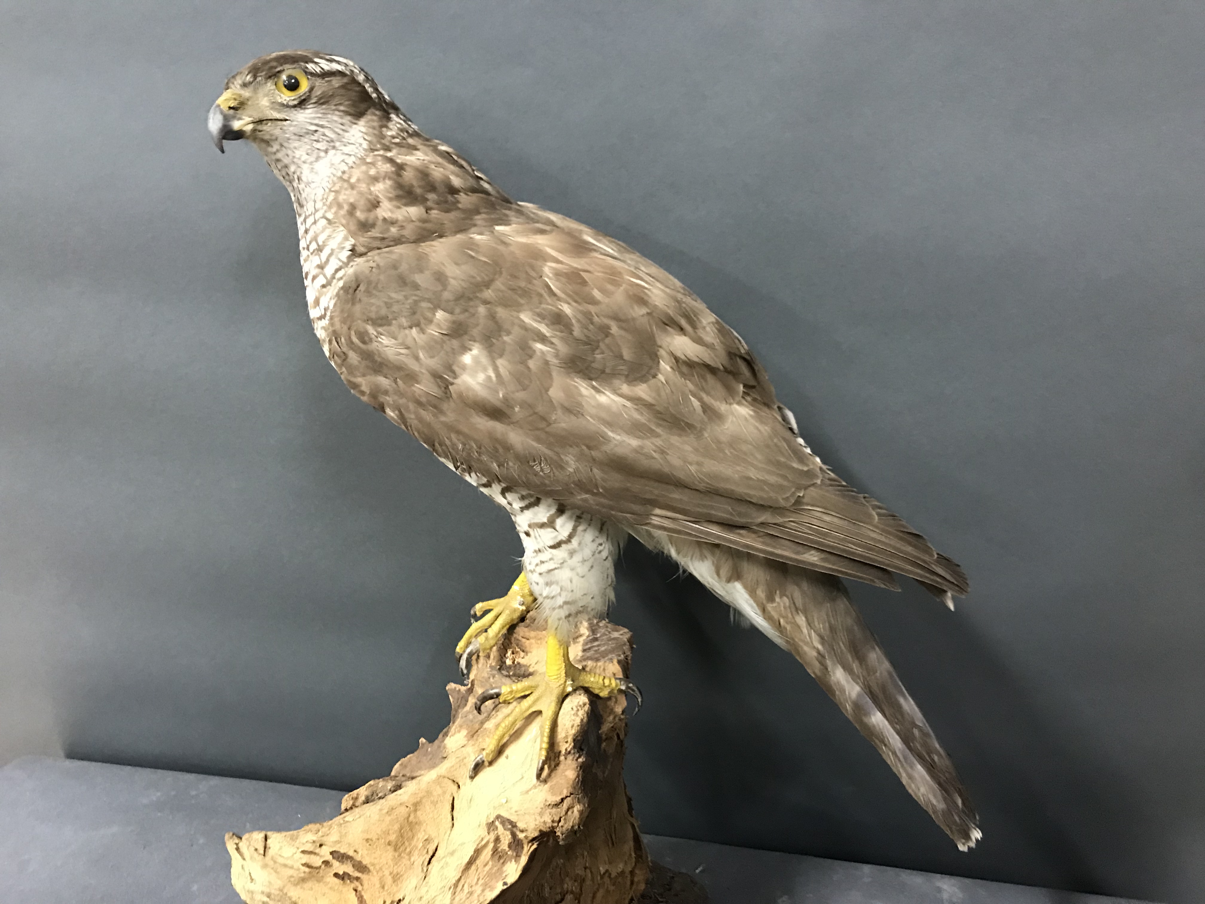 Eurasian Goshawk