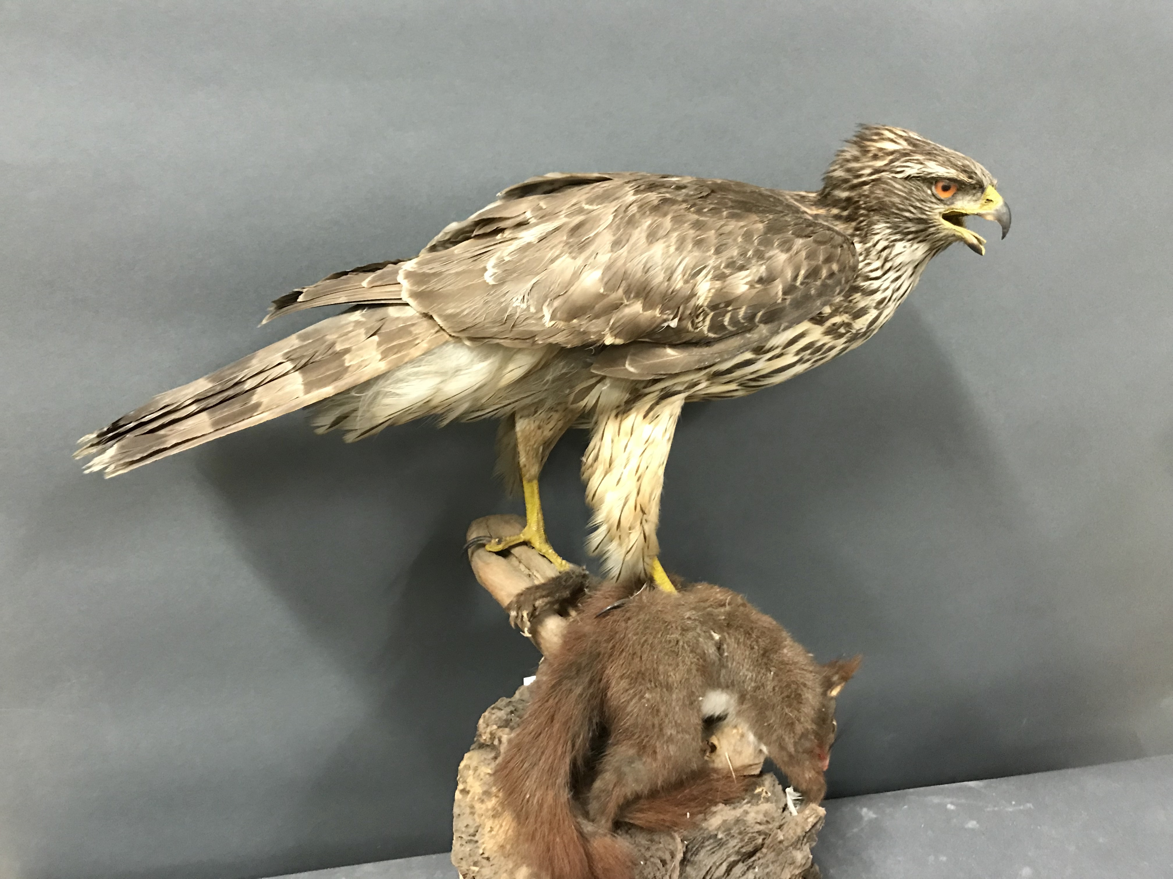 Eurasian Goshawk