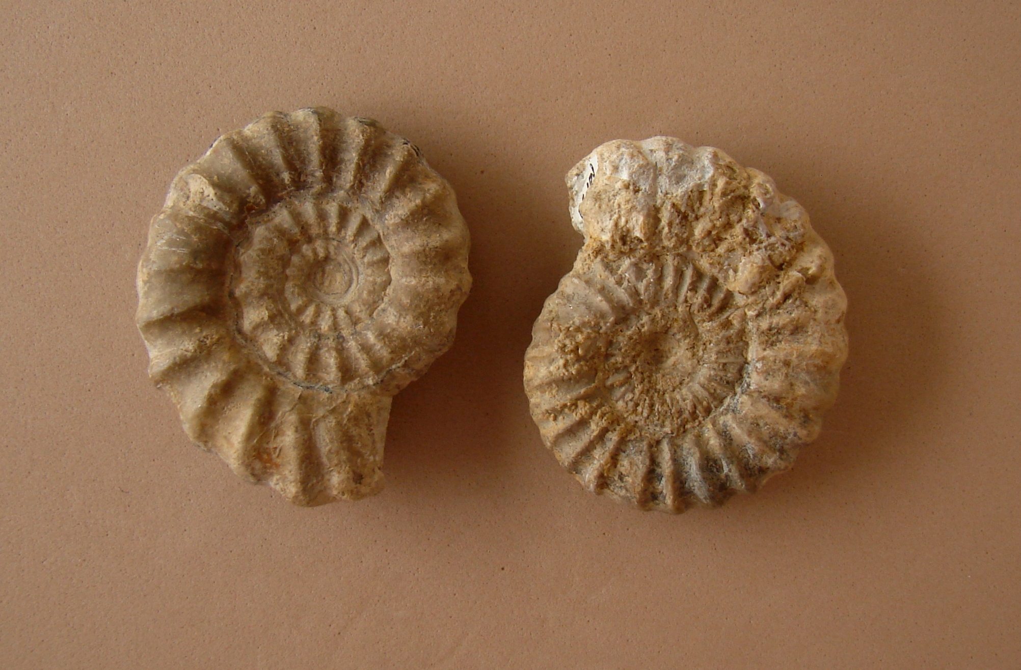 Aegoceras maculatum (Young & Bird, 1822), a relative of Aegoceras maculatum — not Aegoceras maculatum itself