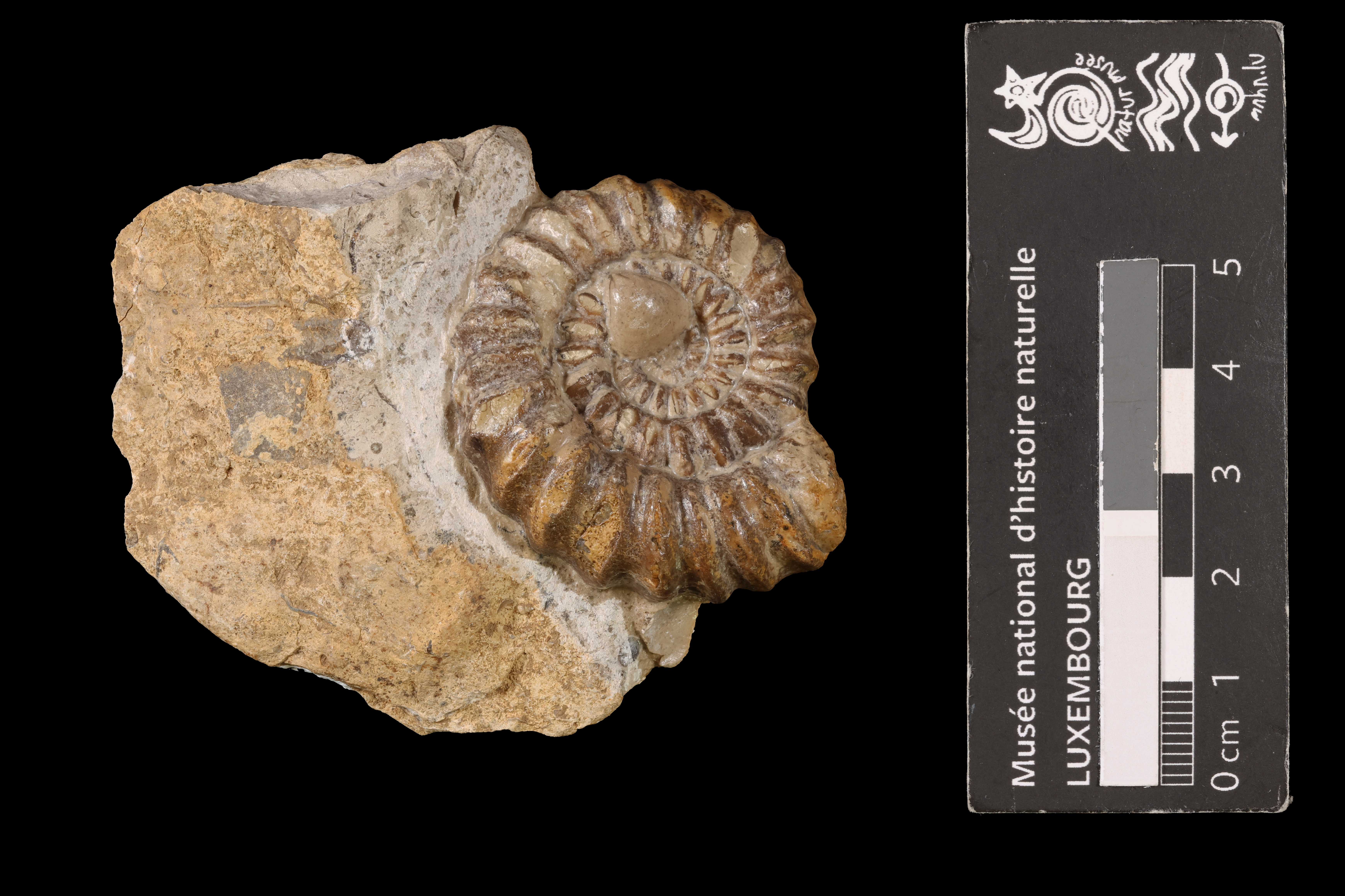 Beaniceras Buckman, 1913, a relative of Aegoceras (Beaniceras) — not Aegoceras (Beaniceras) itself