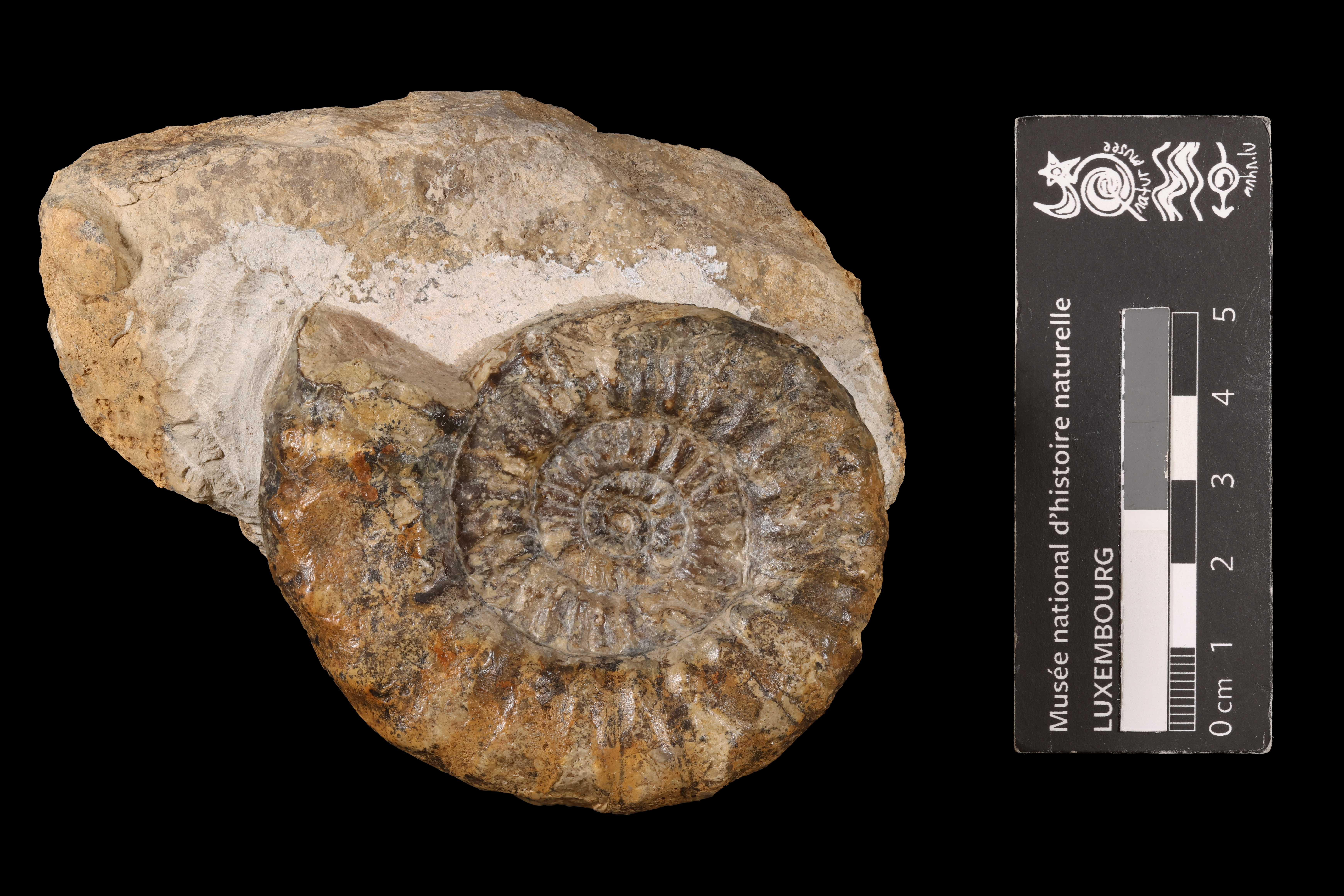 Acanthopleuroceras maugenesti