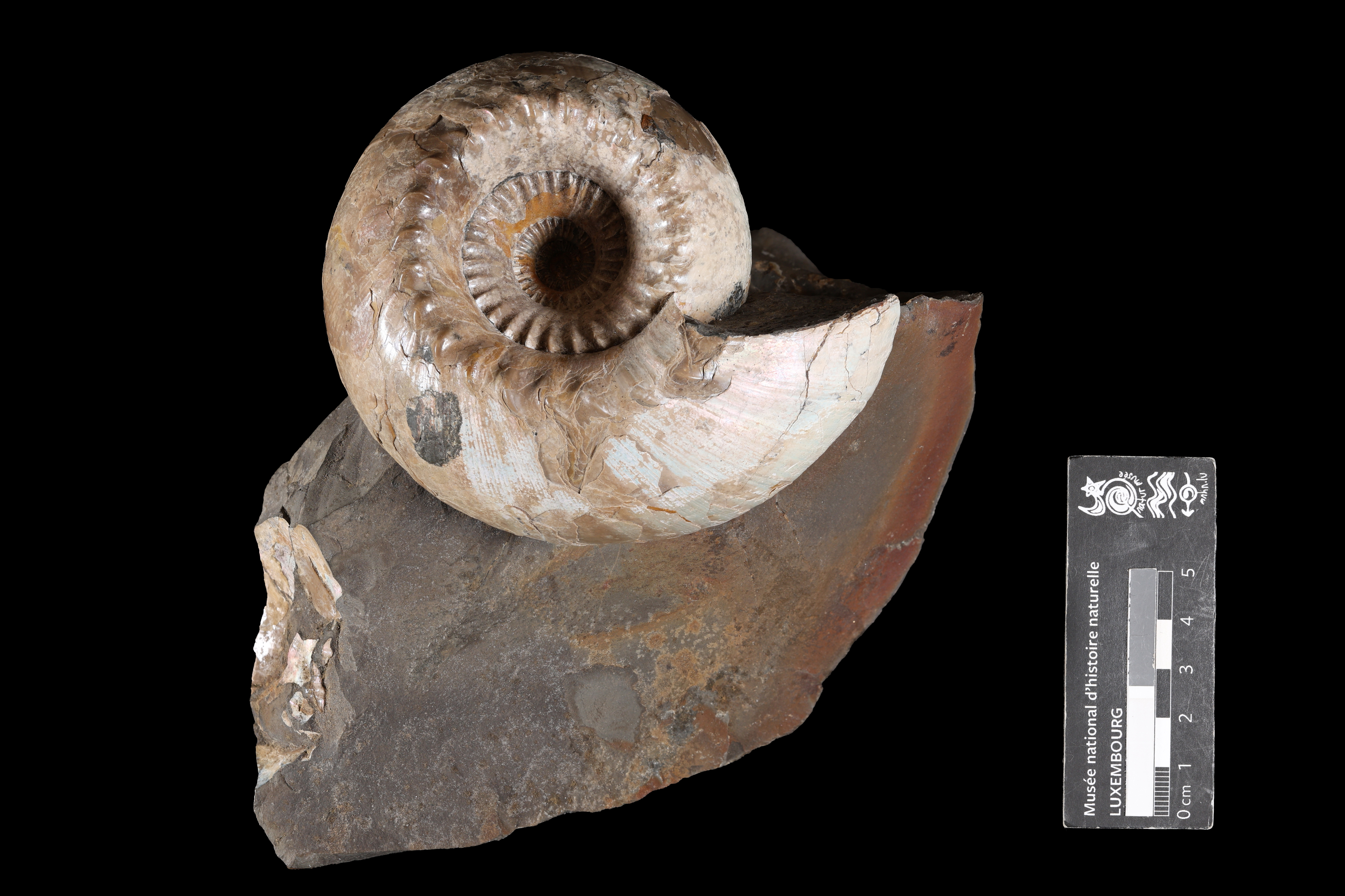 Cadoceras barnstoni arcuata