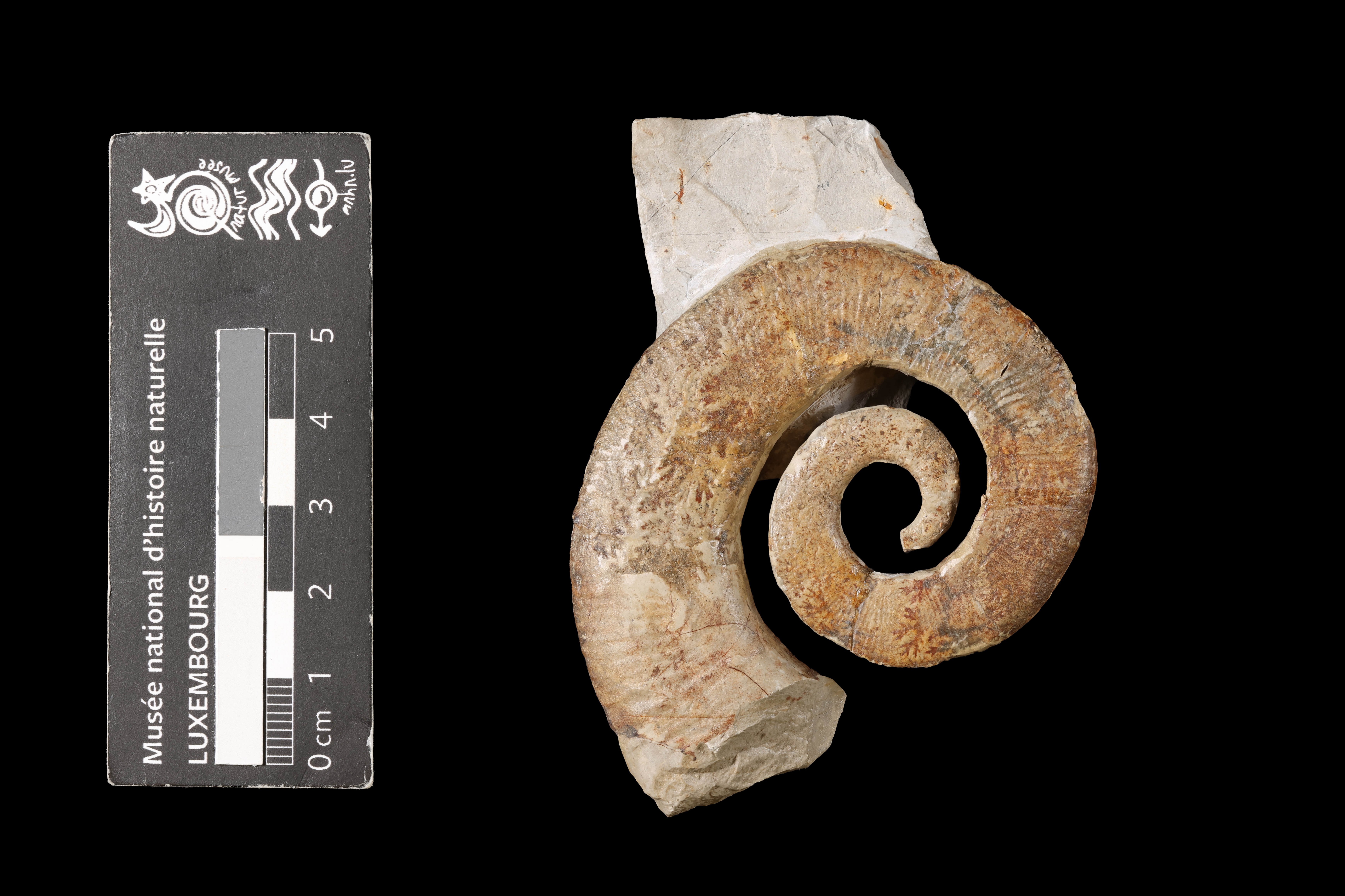 Crioceratites (Crioceratites)