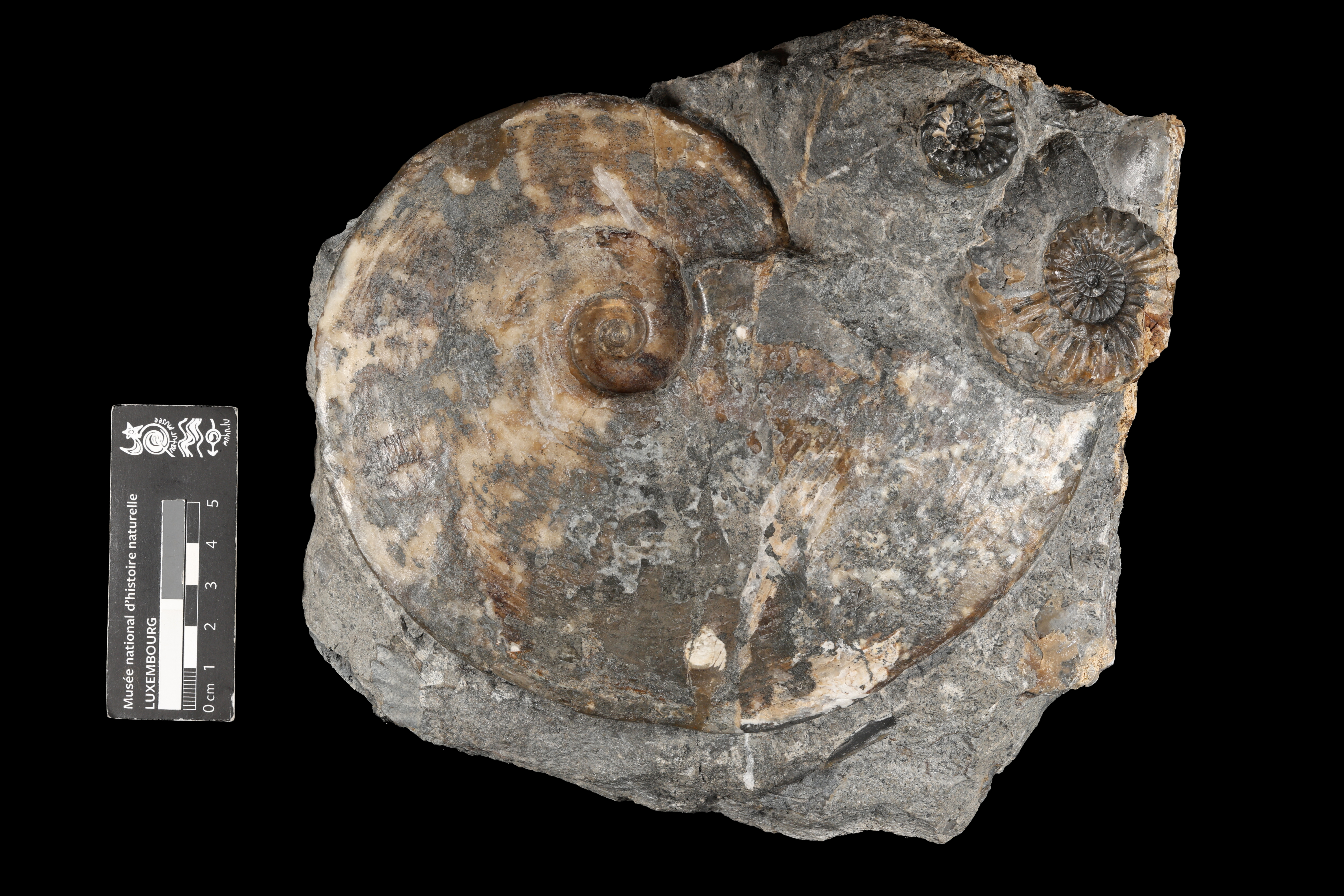 Amaltheus (Pseudoamaltheus) engelhardti