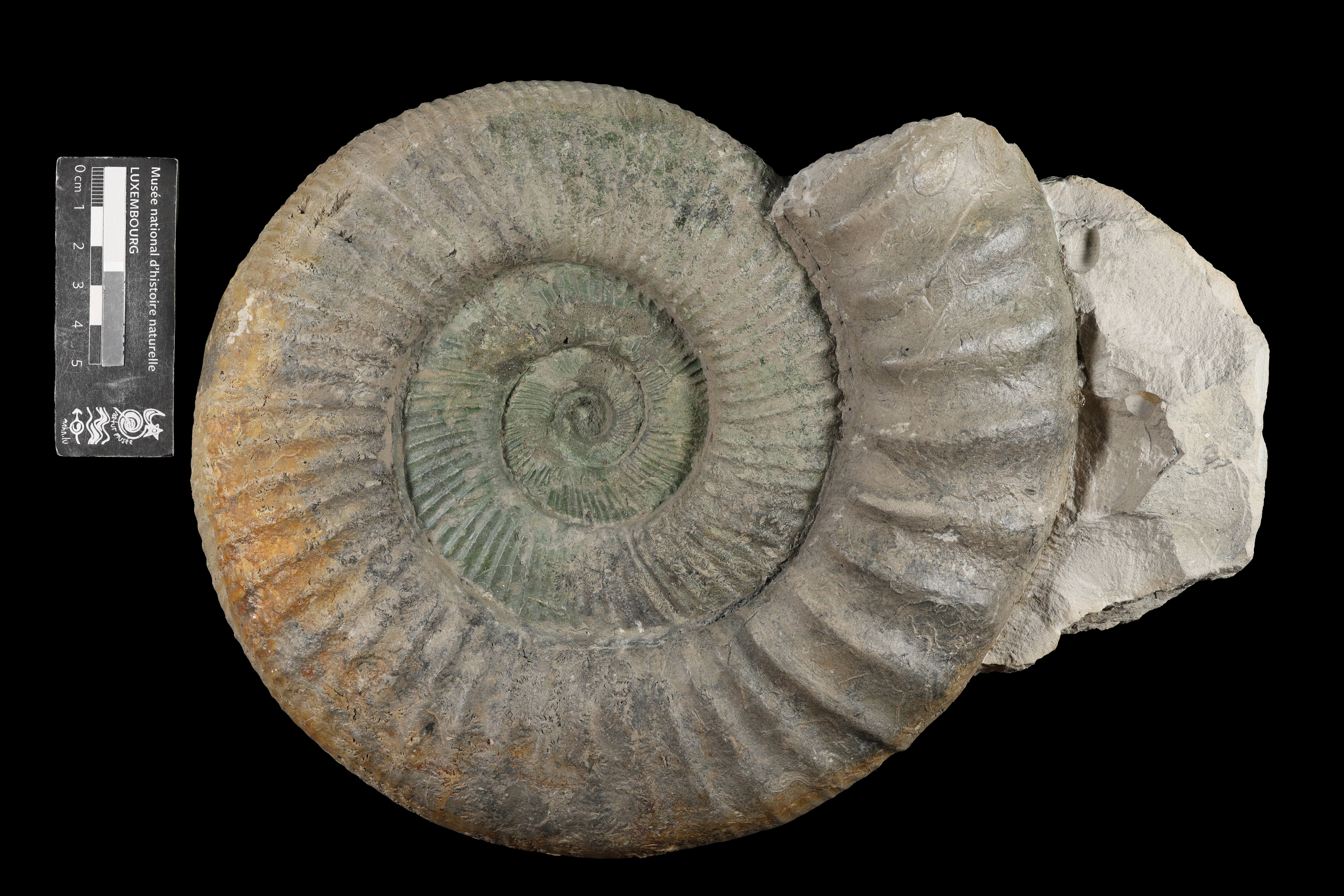 Dichotomosphinctes stenocyclus