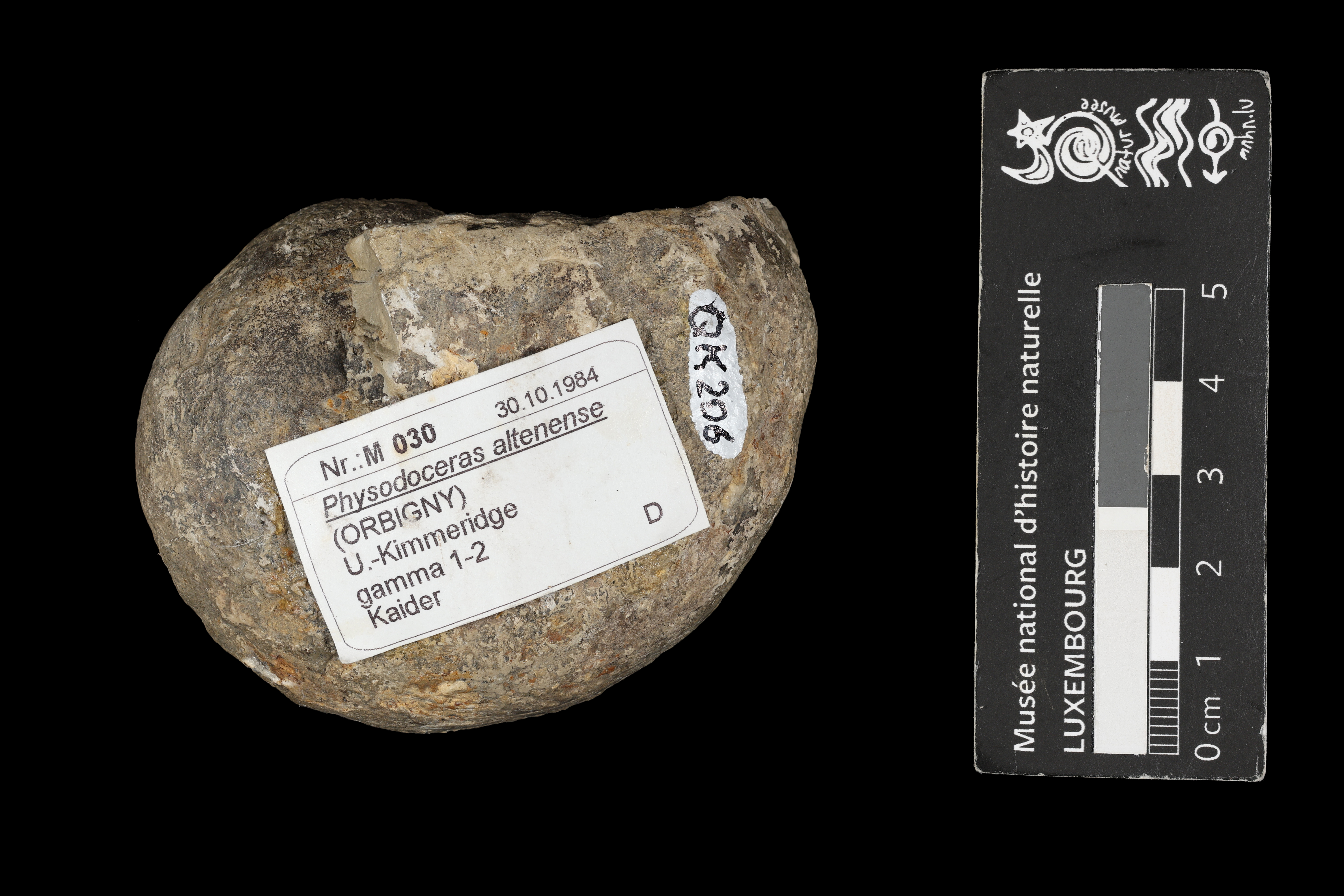 Physodoceras