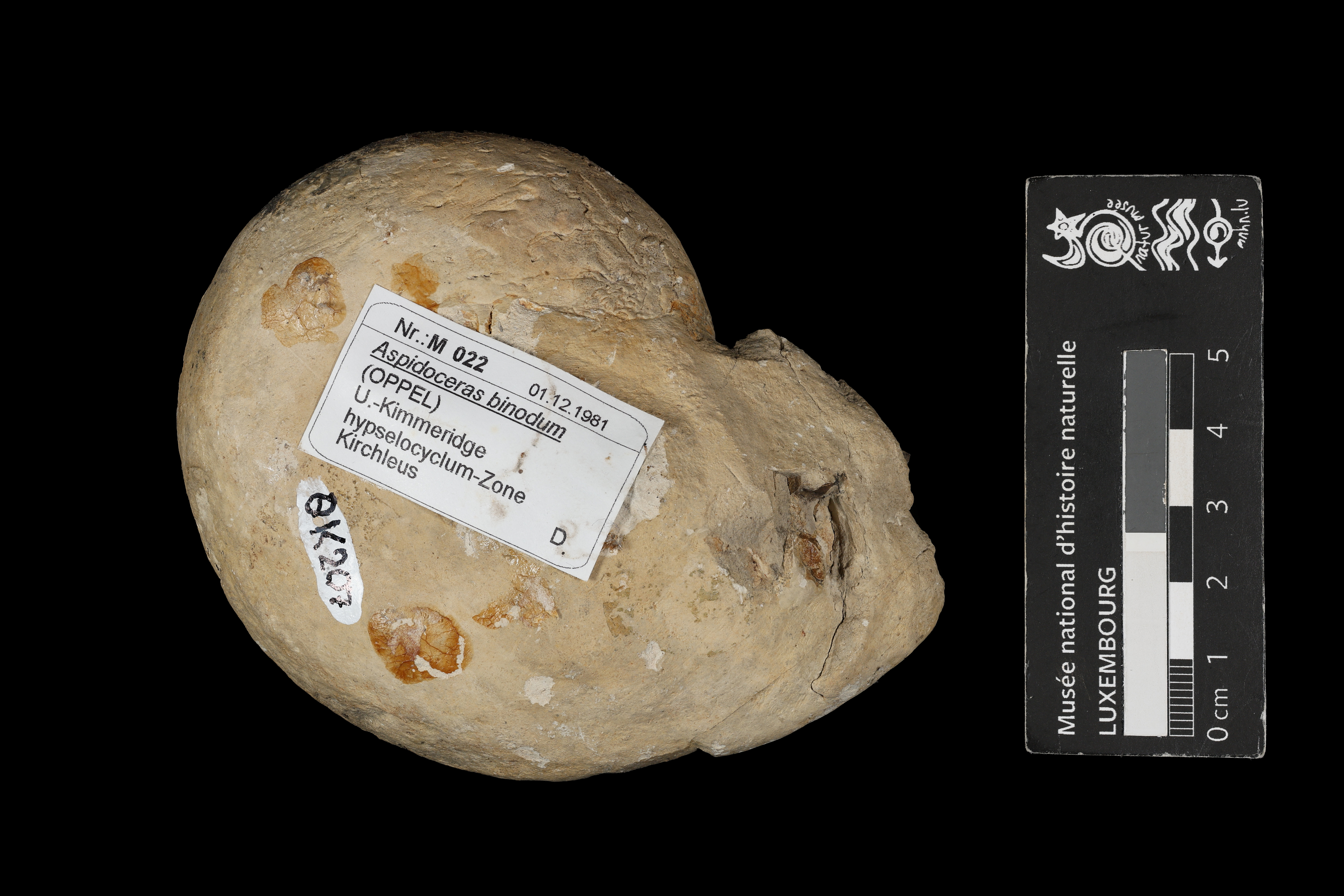 Aspidoceras atavum