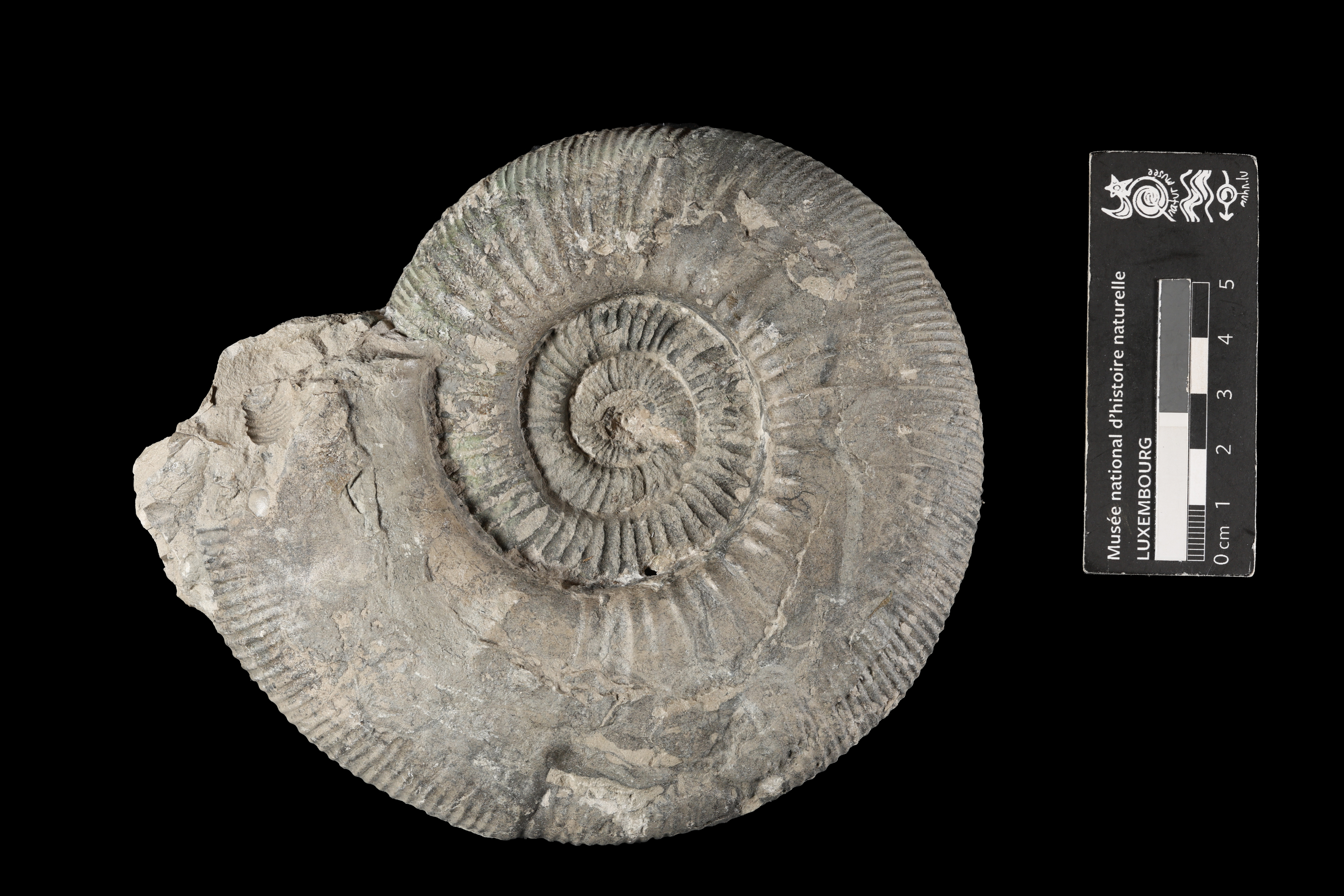 Ataxioceras (Schneidia) lussasense