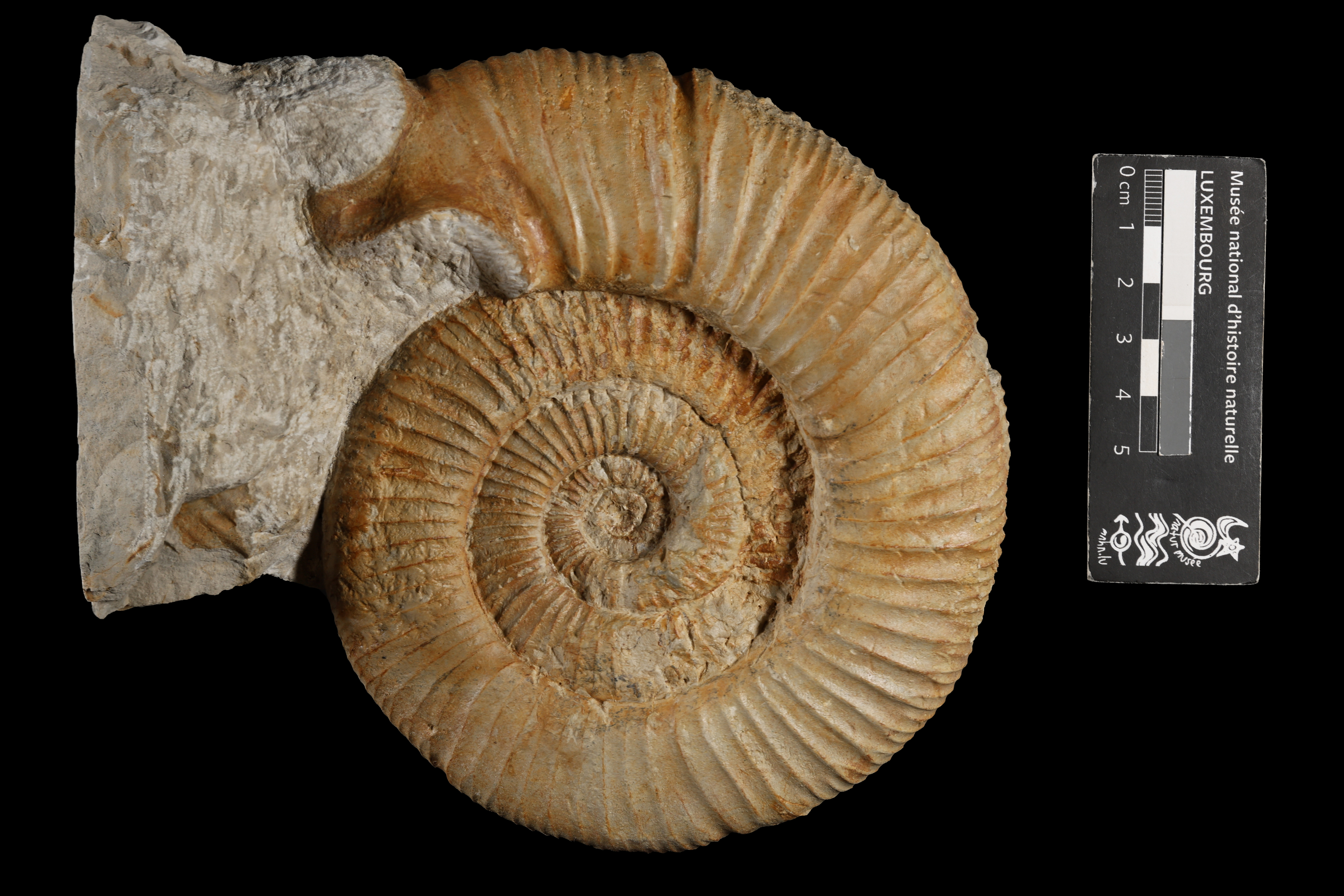 Orthosphinctes (Orthosphinctes)