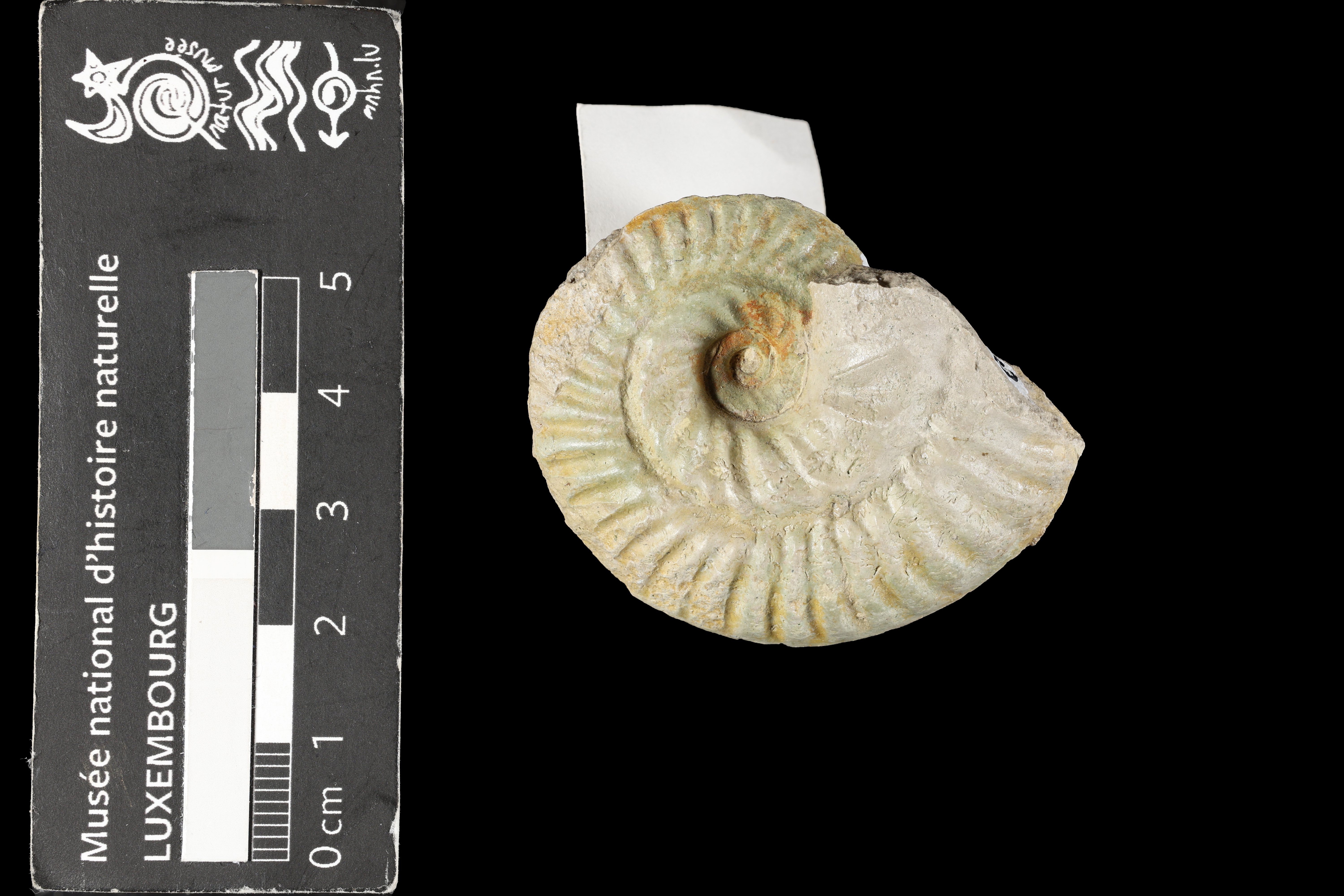 Ochetoceras (Ochetoceras) hispidum