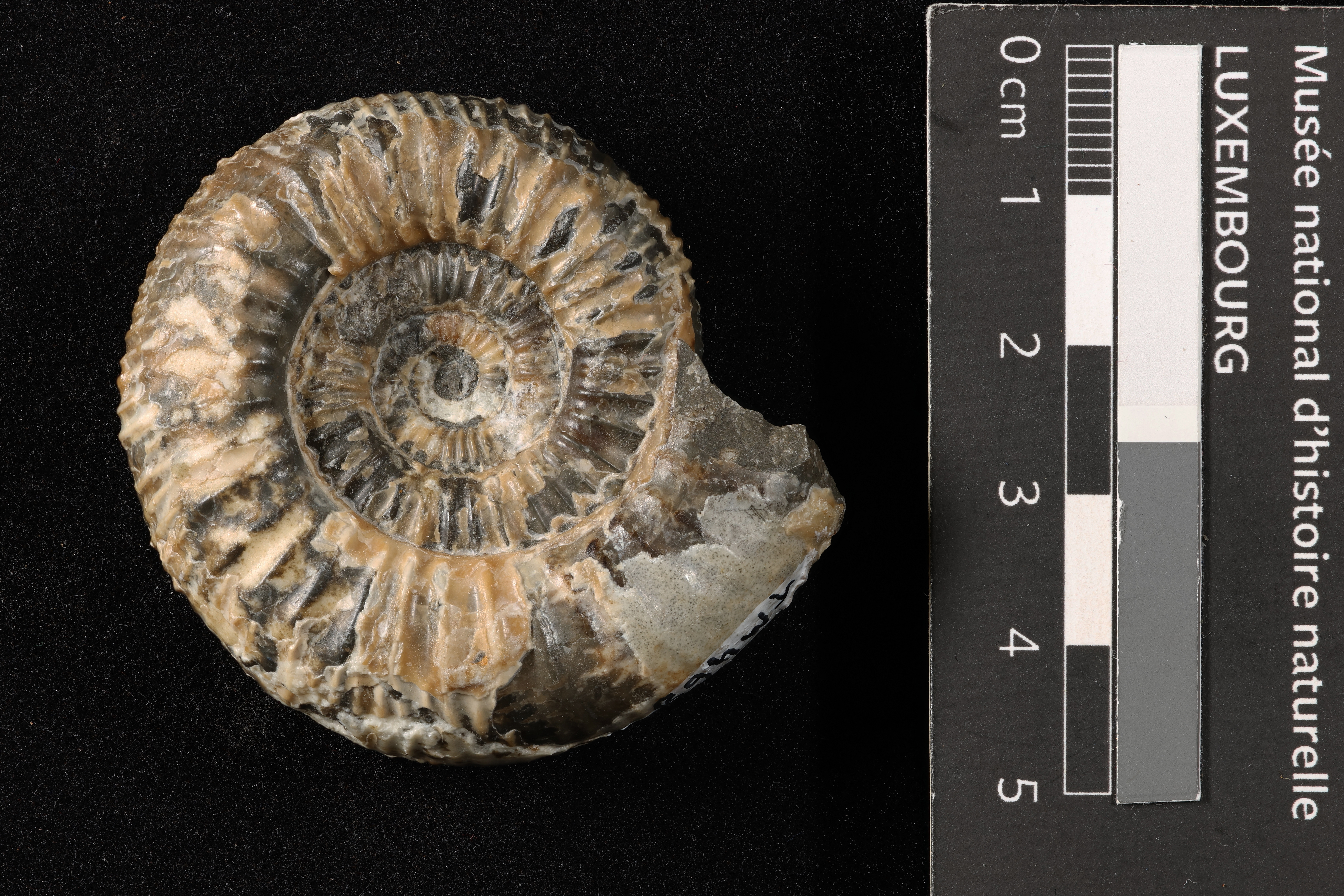 Nodicoeloceras