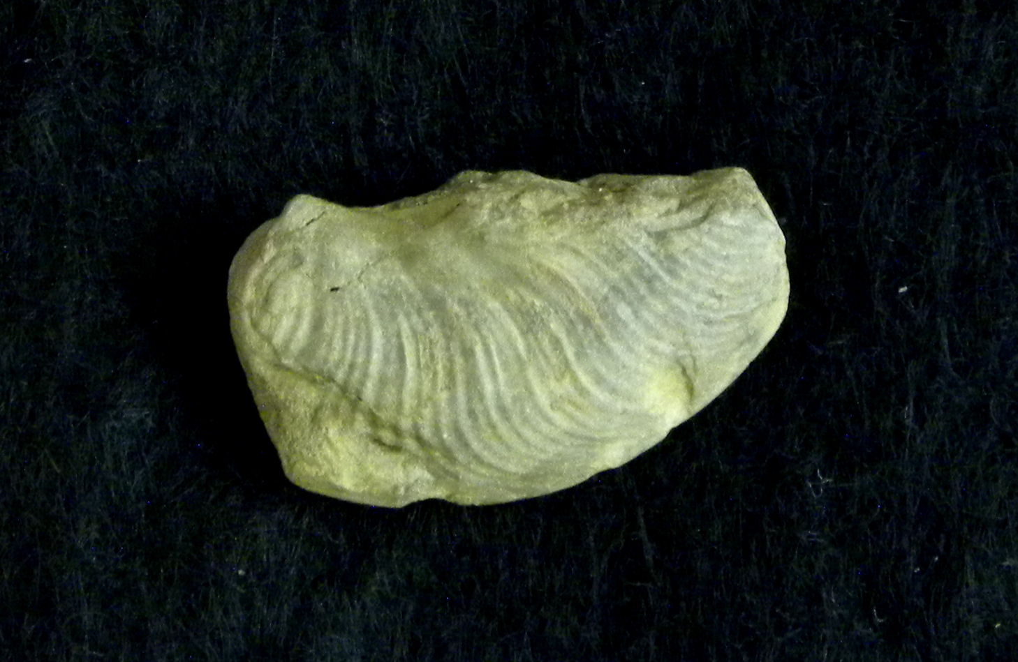 Pleydellia subcompta
