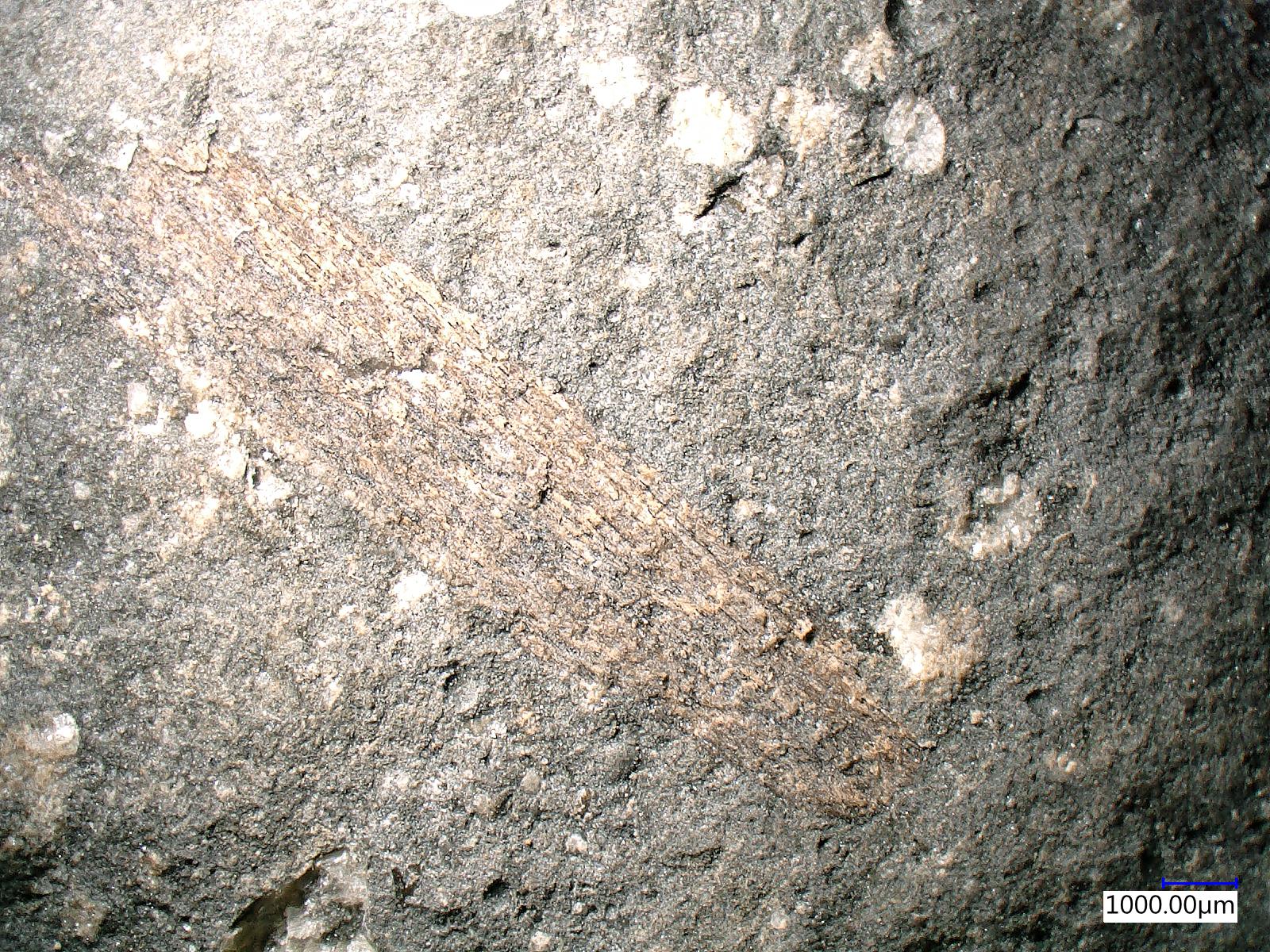Mesoblattina