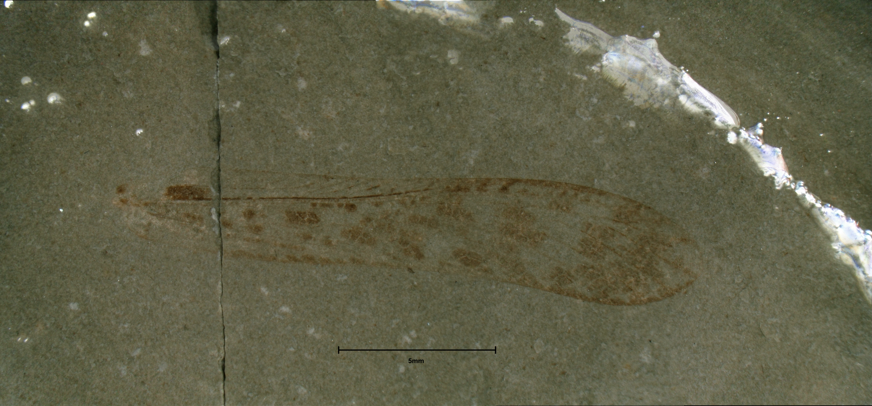 Locustopsis titanella