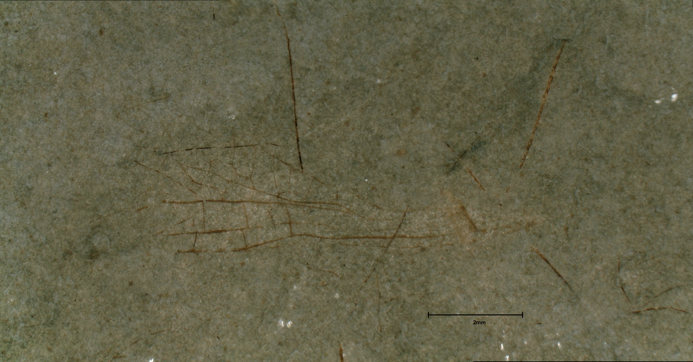 Protomyrmeleon