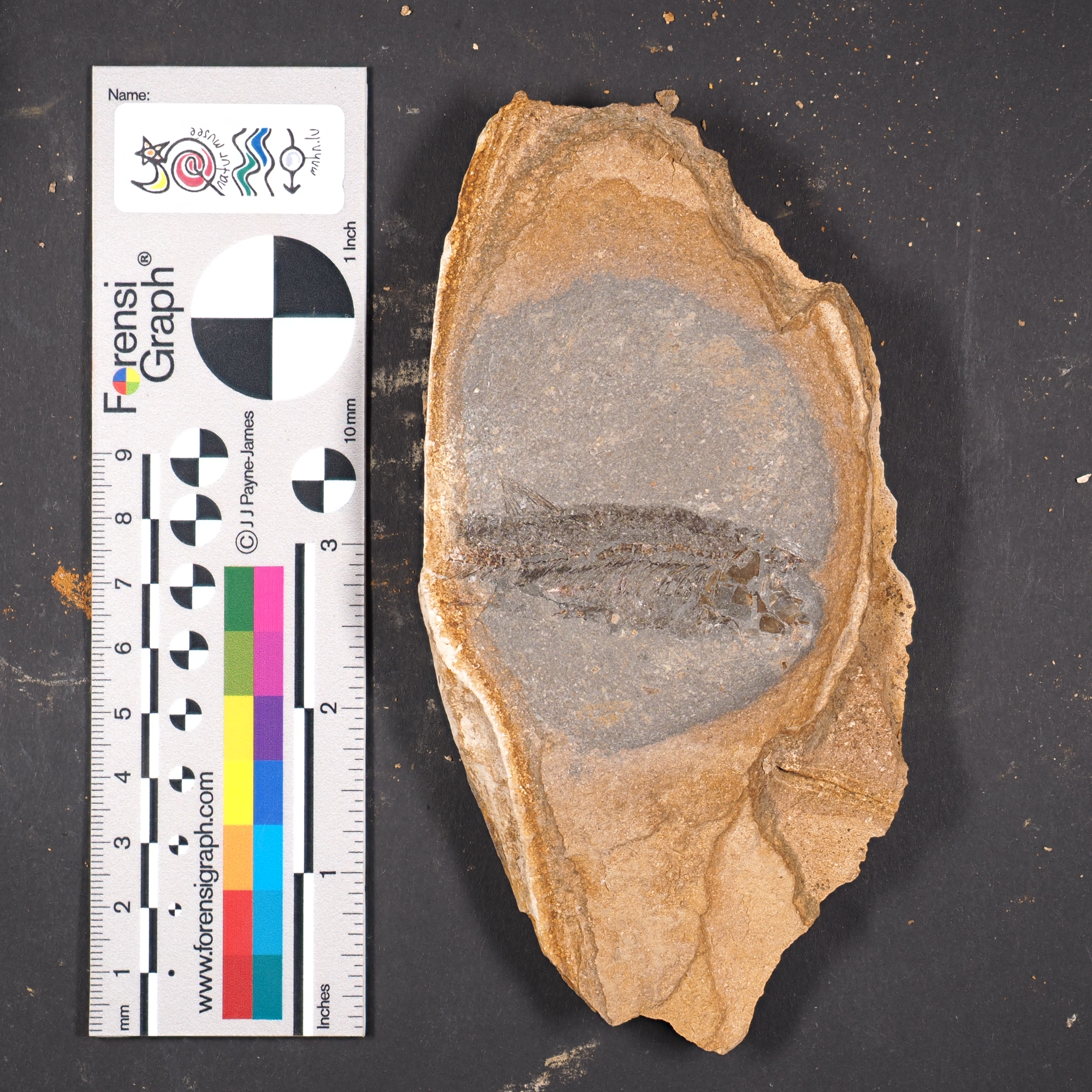 Leptolepis normandica Nybelin, 1962, a relative of Leptolepididae — not Leptolepididae itself