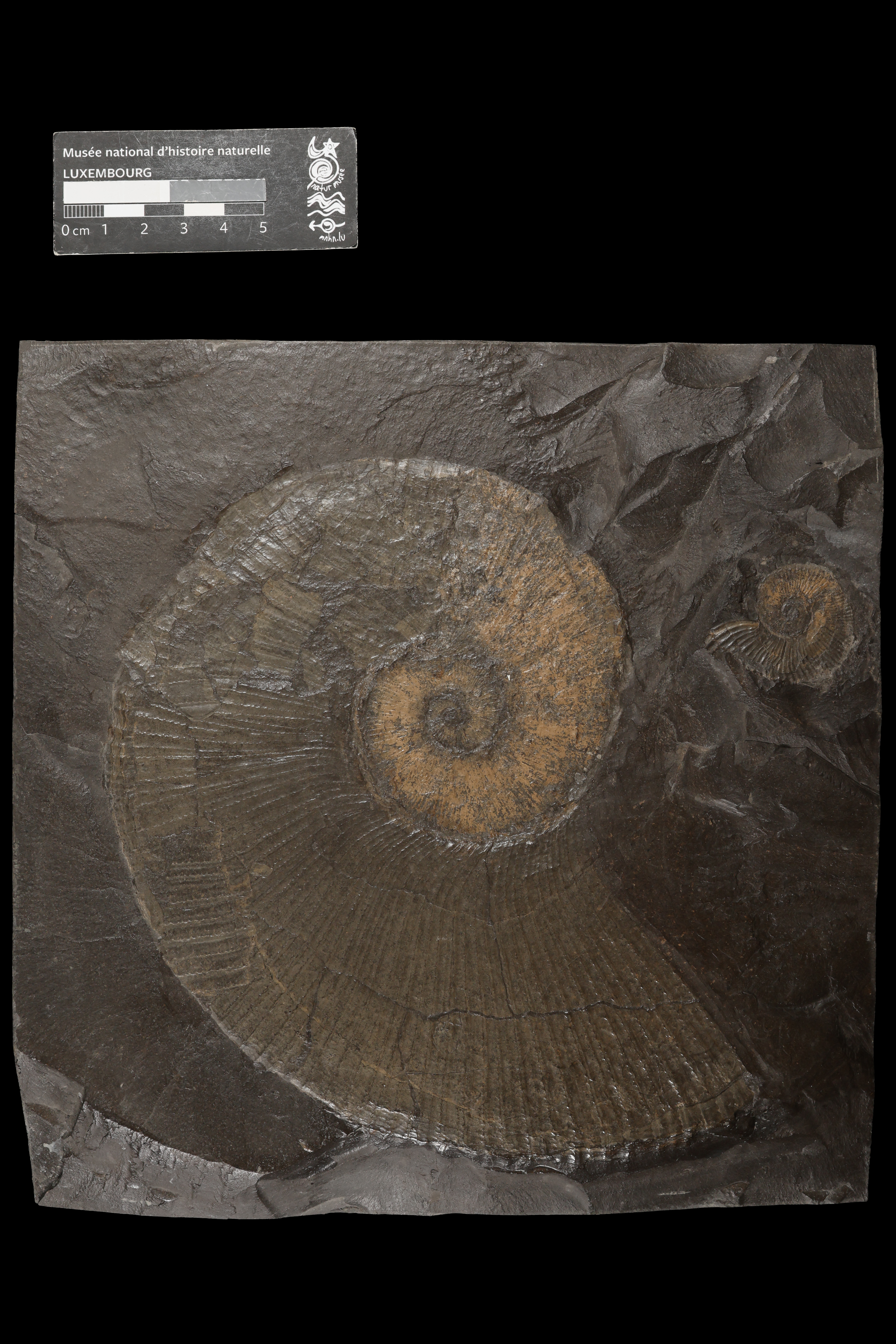 Lytoceras siemensi