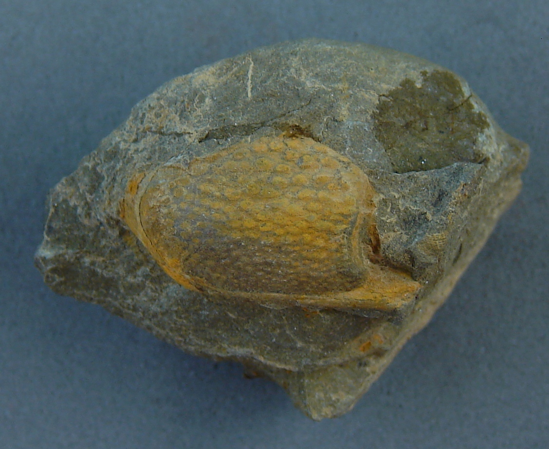 Phacops iowensis