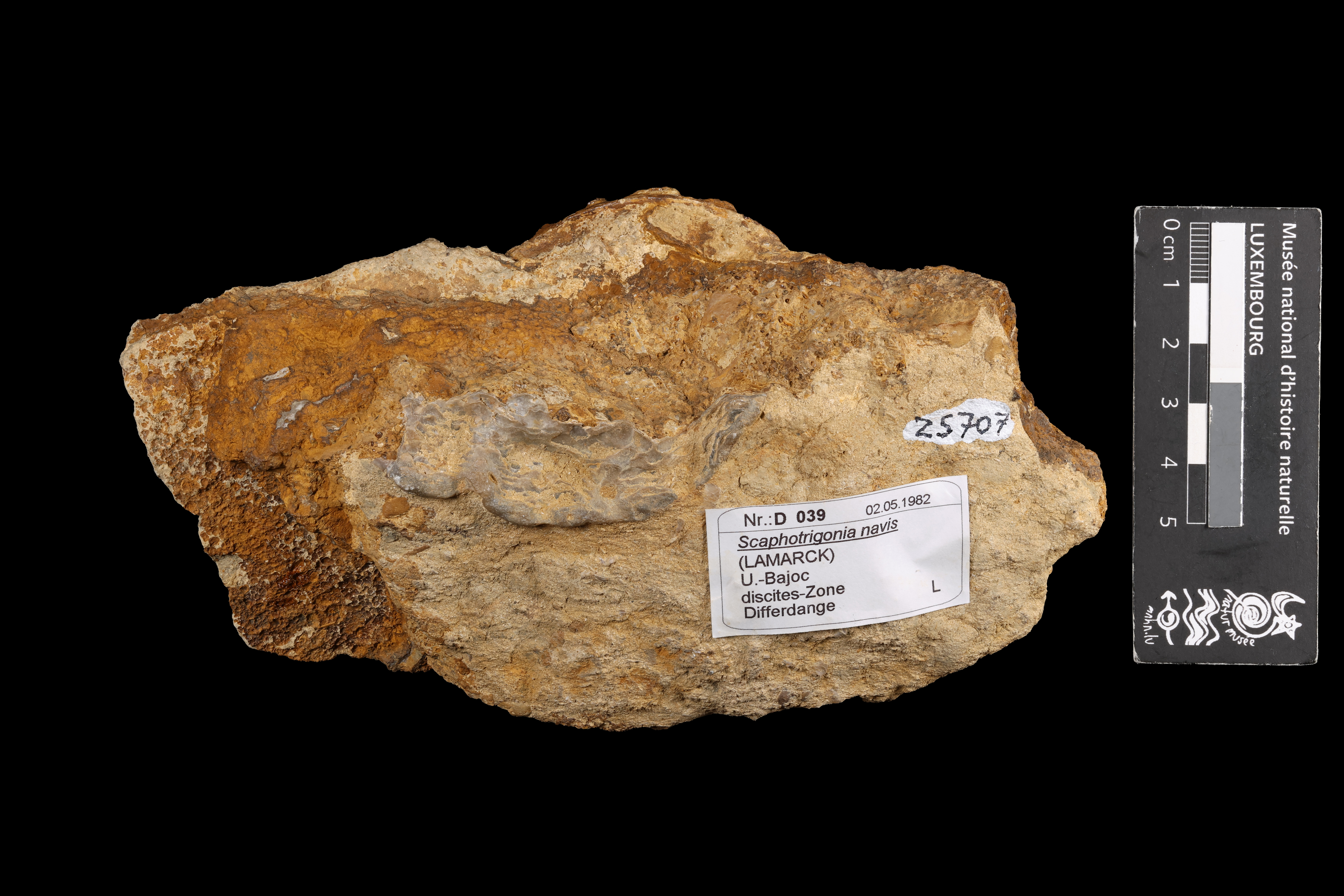 Scaphotrigonia Dietrich, 1933, a relative of Myophorella (Scaphotrigonia) — not Myophorella (Scaphotrigonia) itself