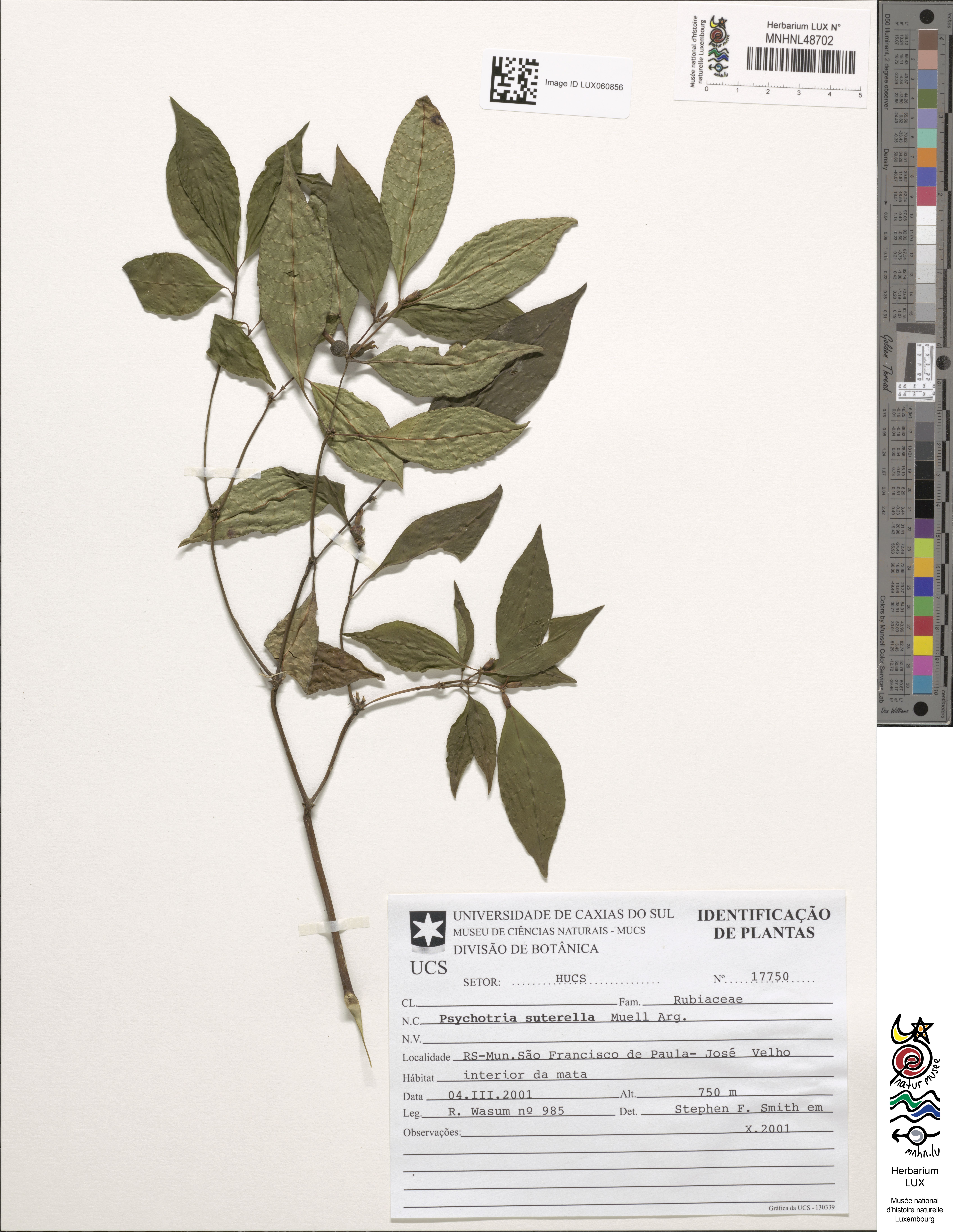 Psychotria suterella