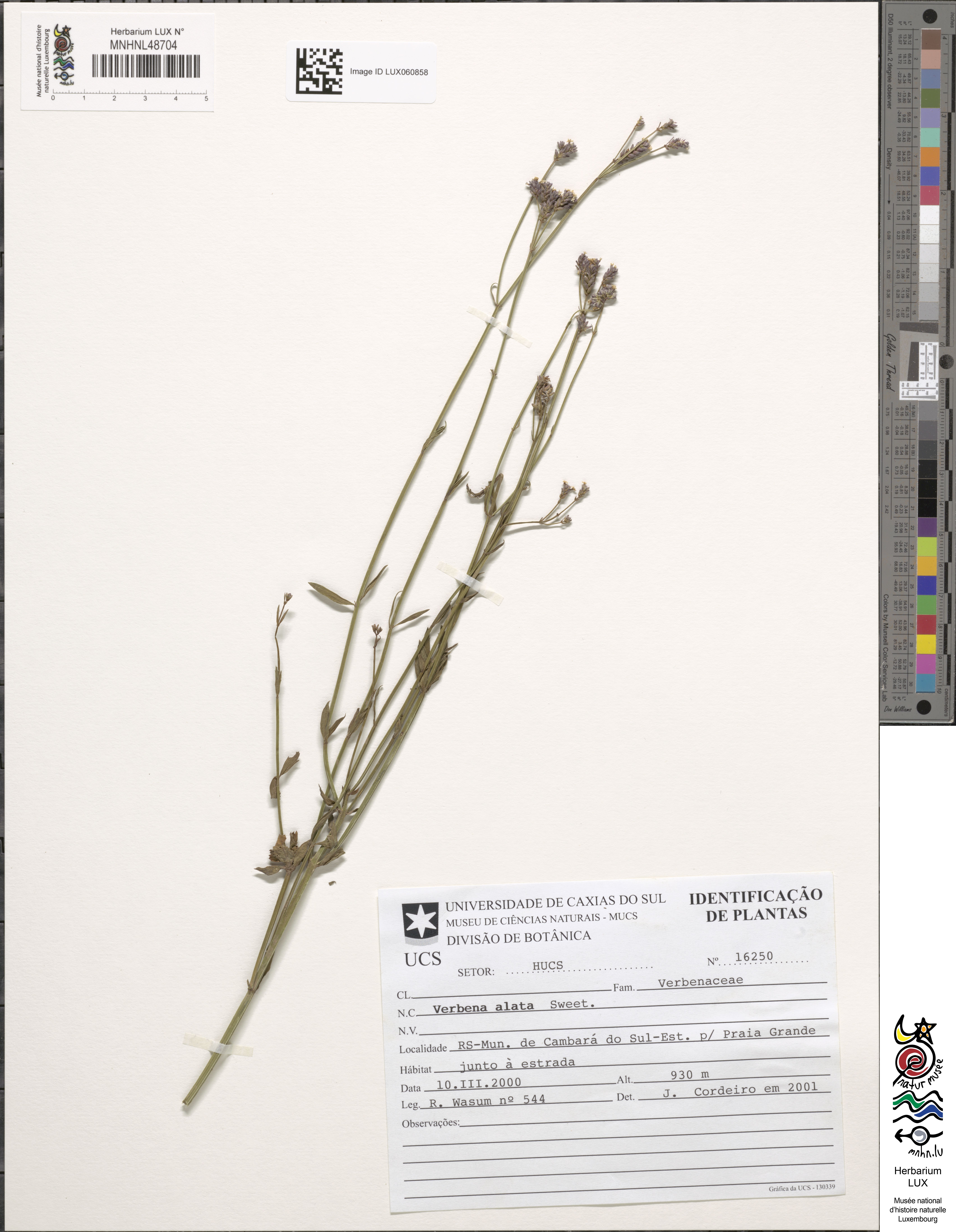 Verbena alata