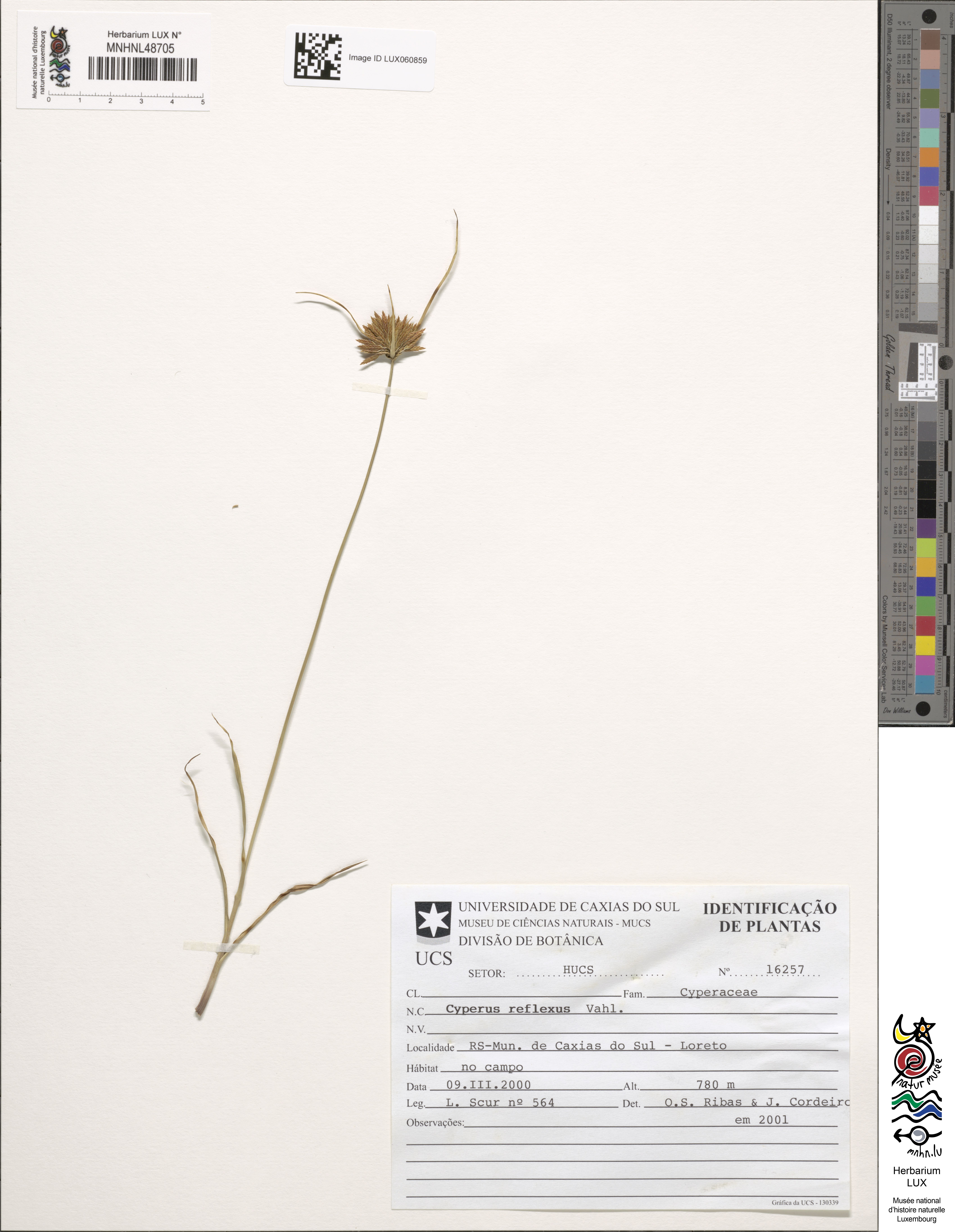 Cyperus reflexus