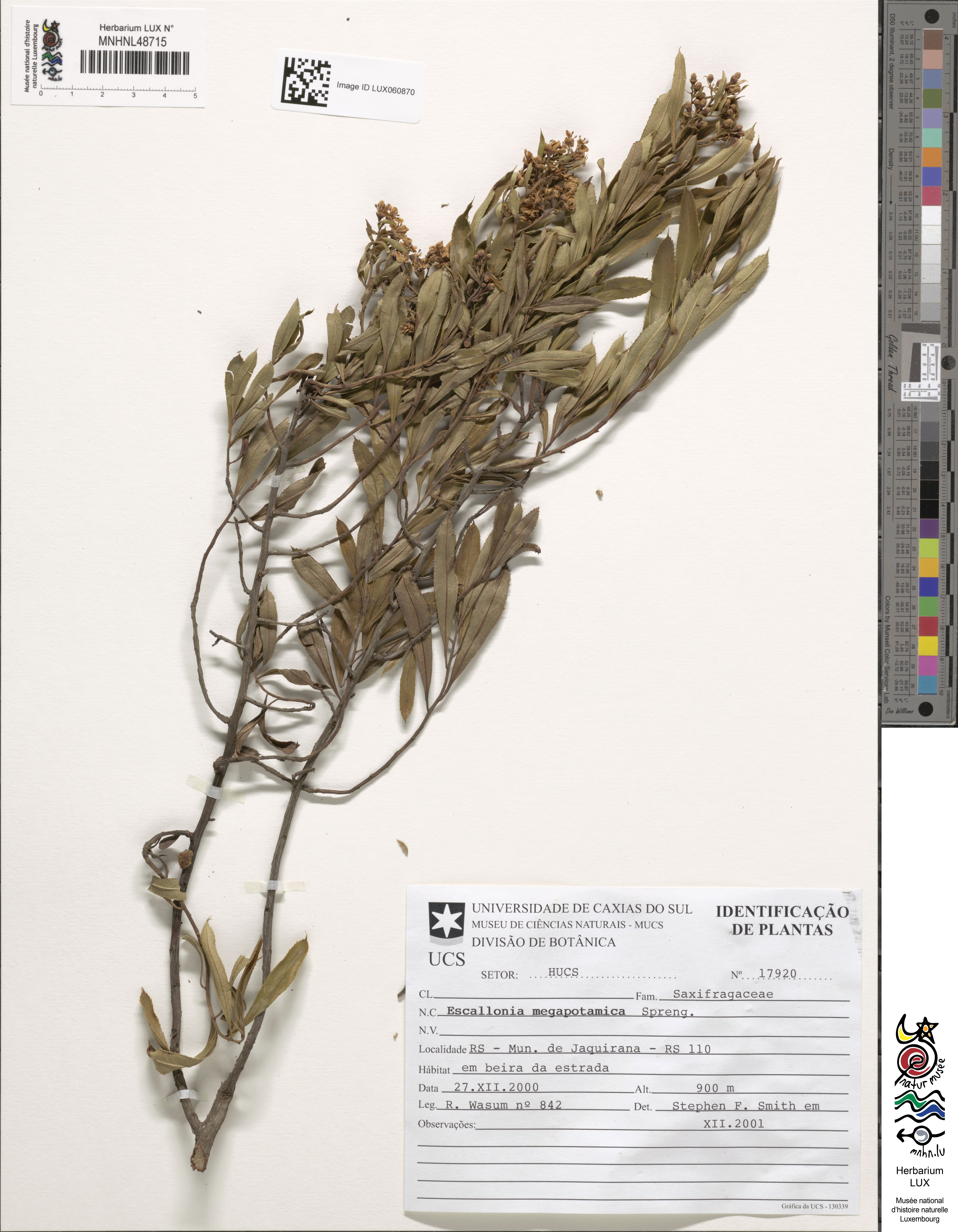 Escallonia megapotamica
