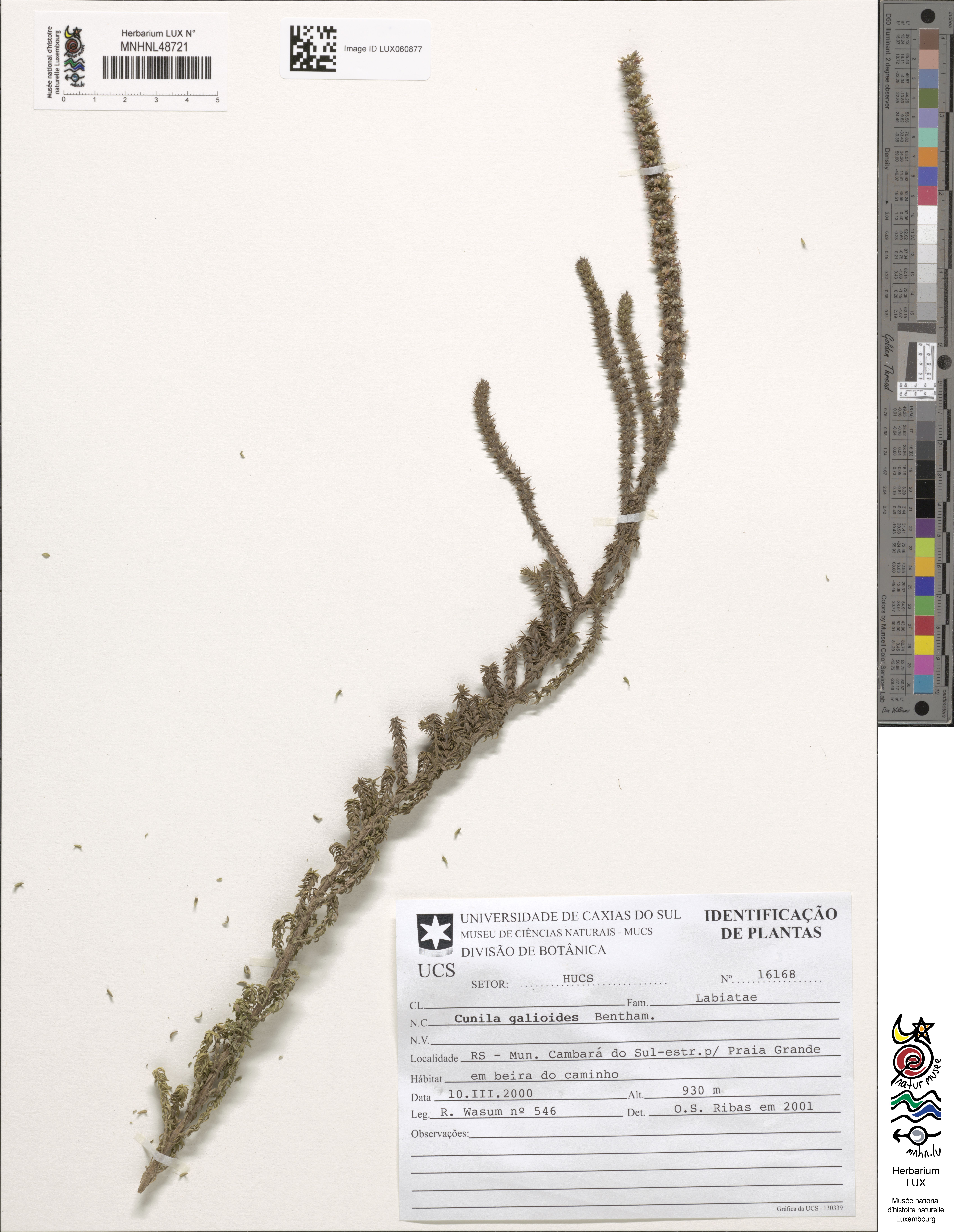 Cunila galioides