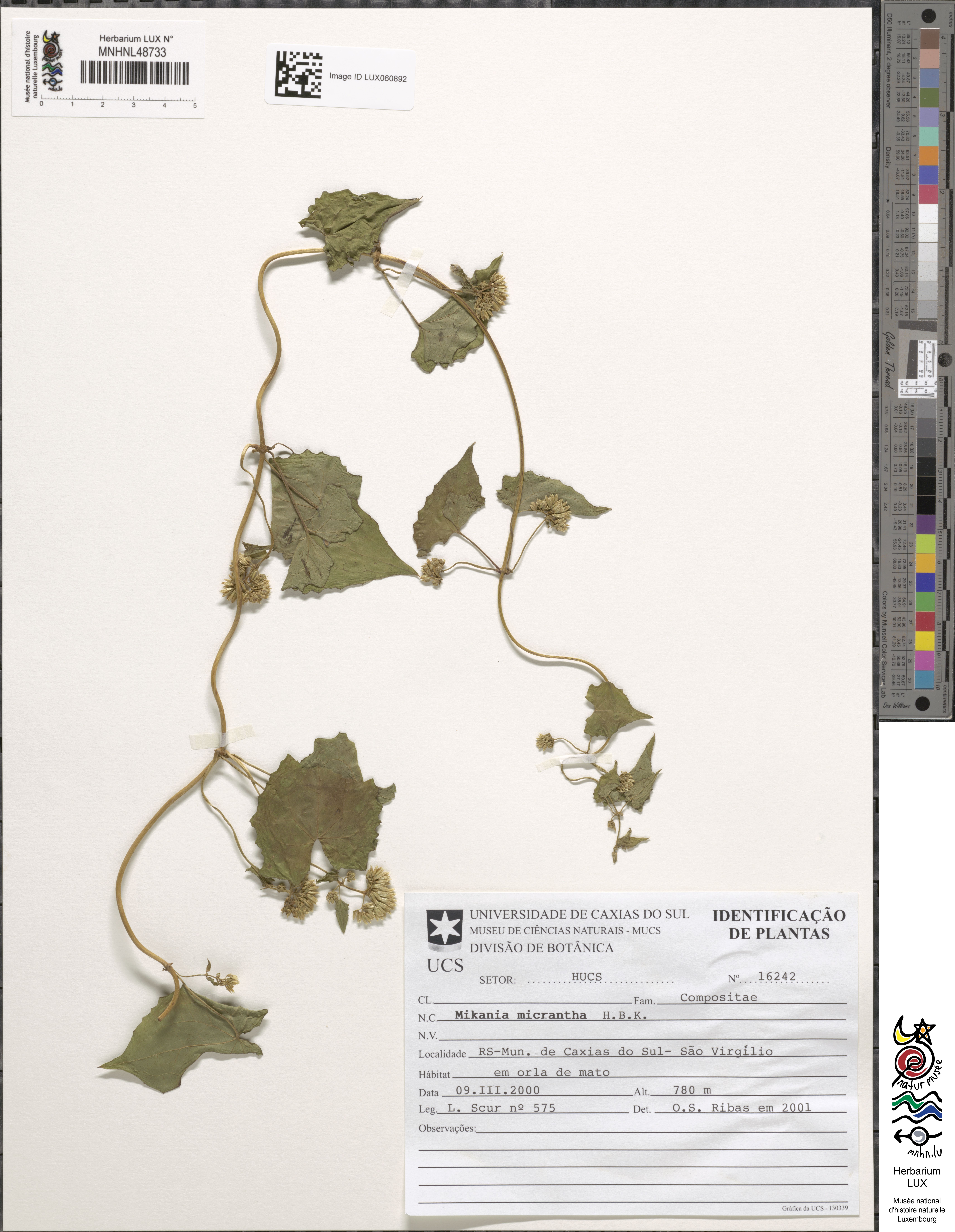 Mikania micrantha