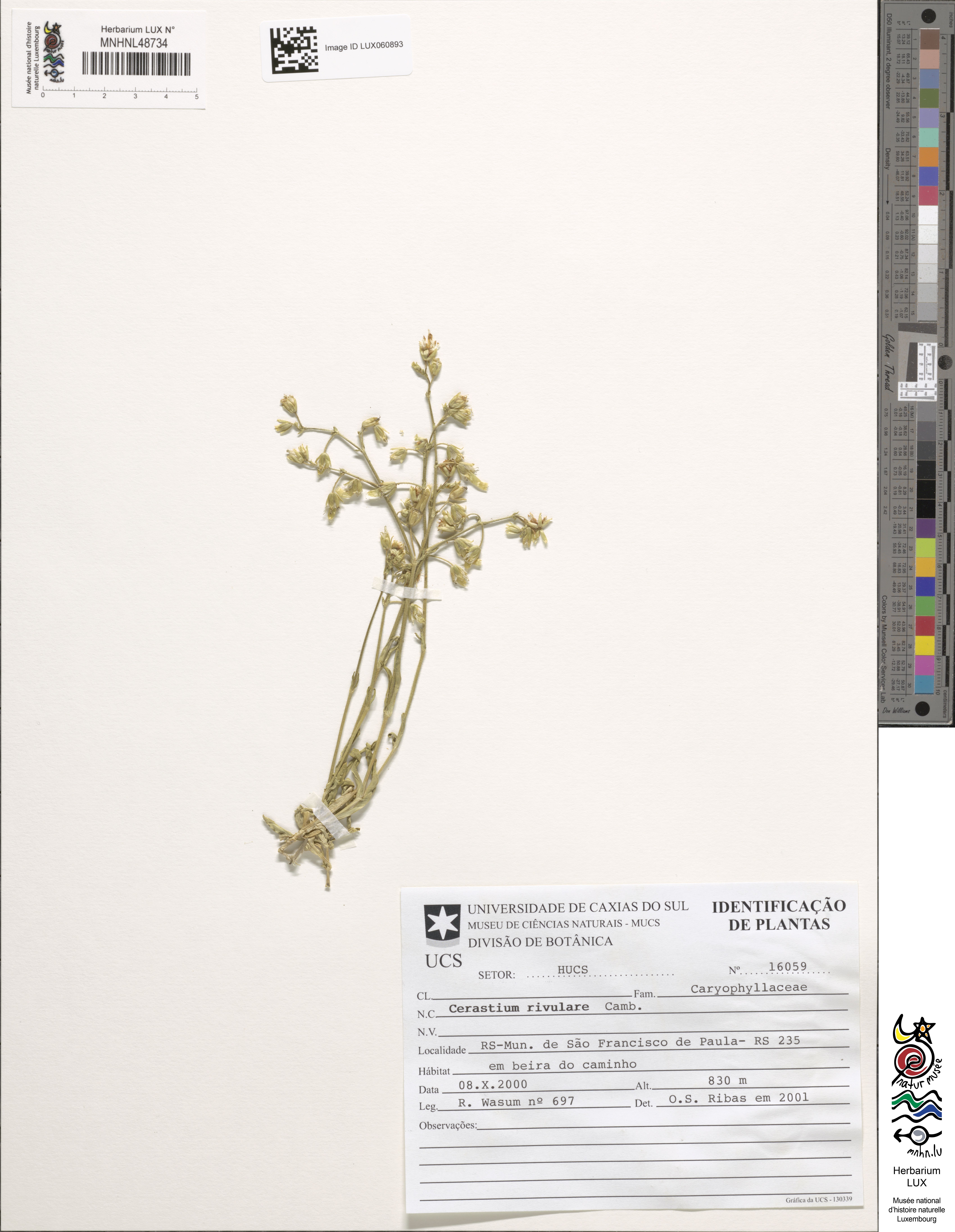Cerastium rivulare