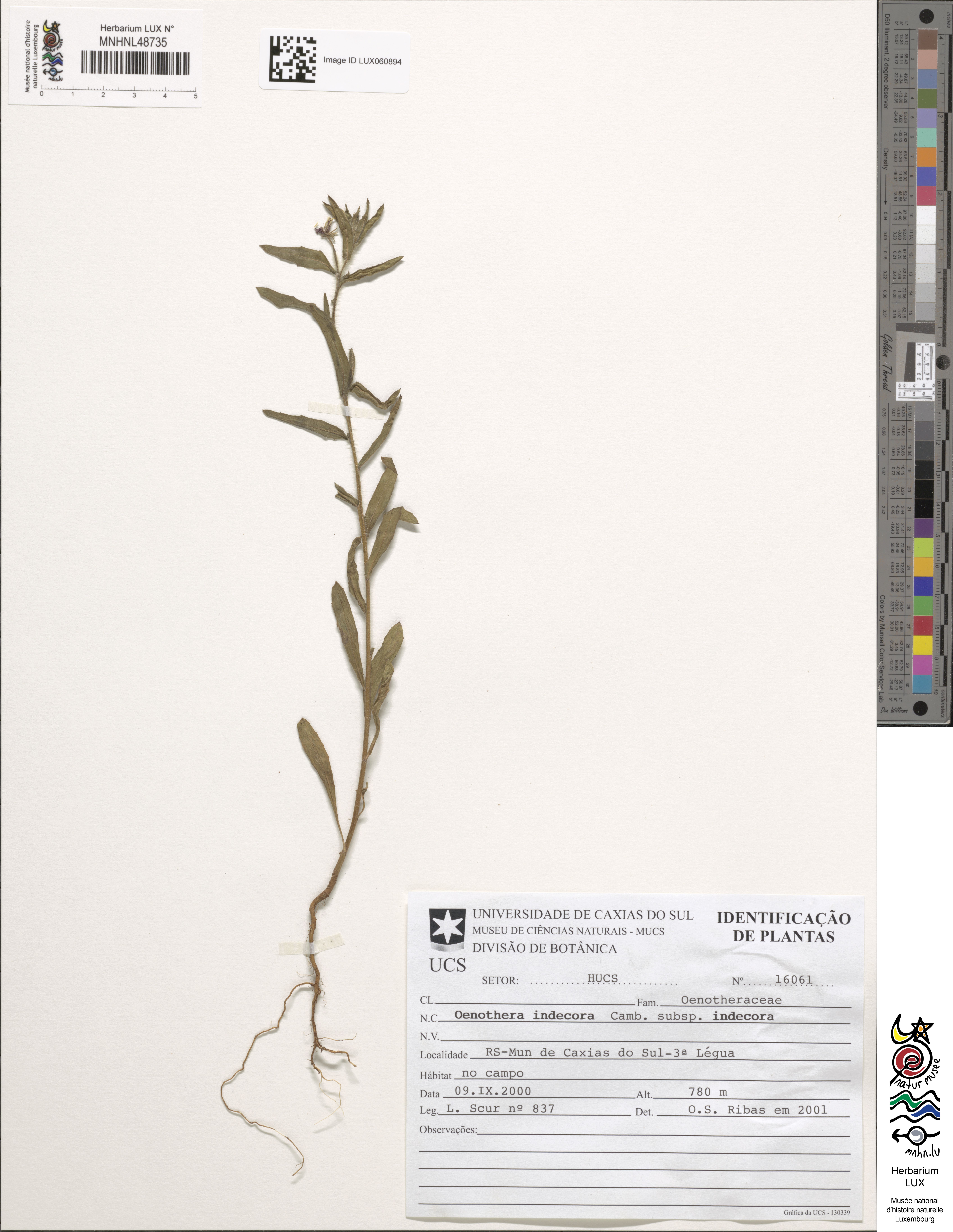 Oenothera indecora