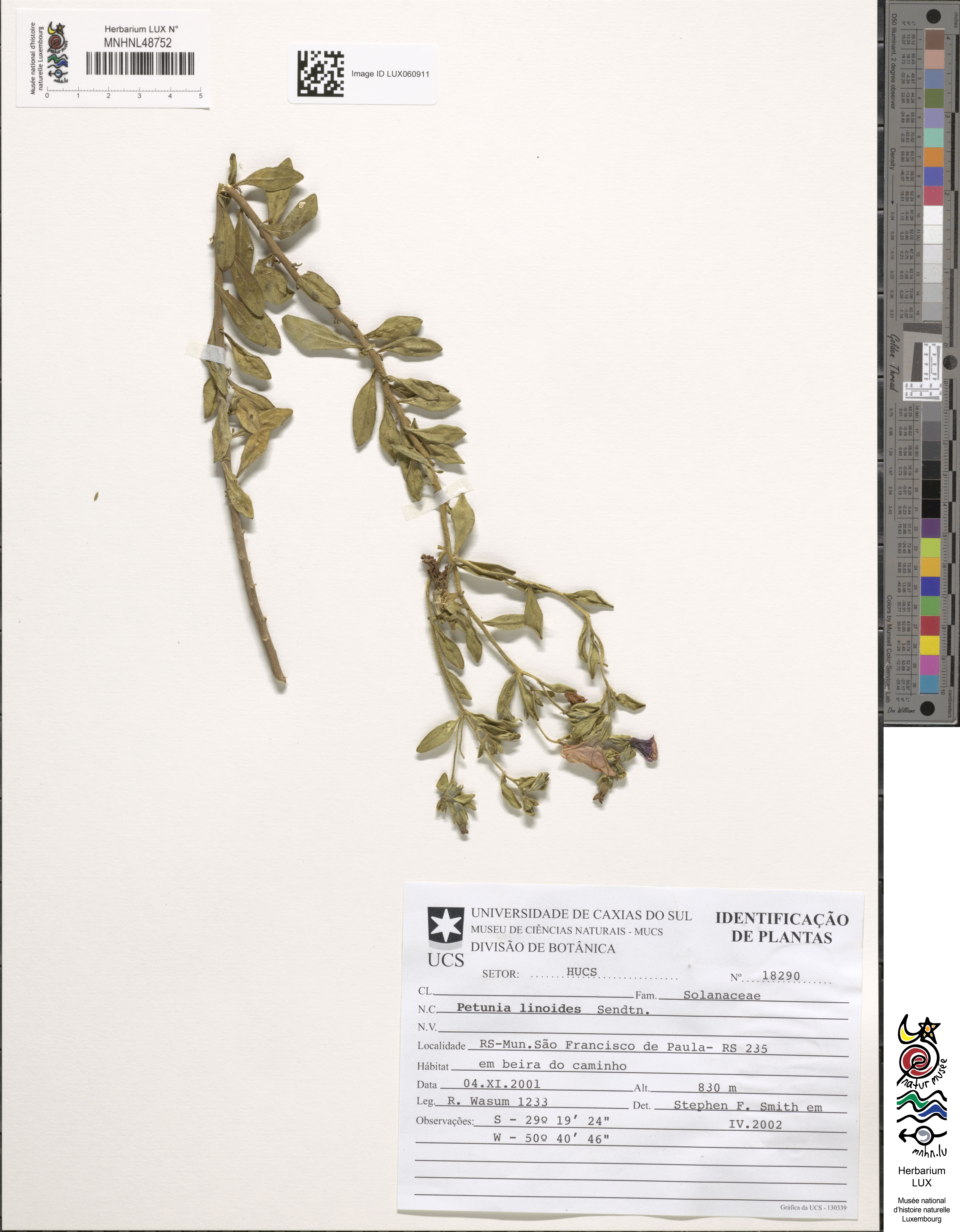 Petunia linoides