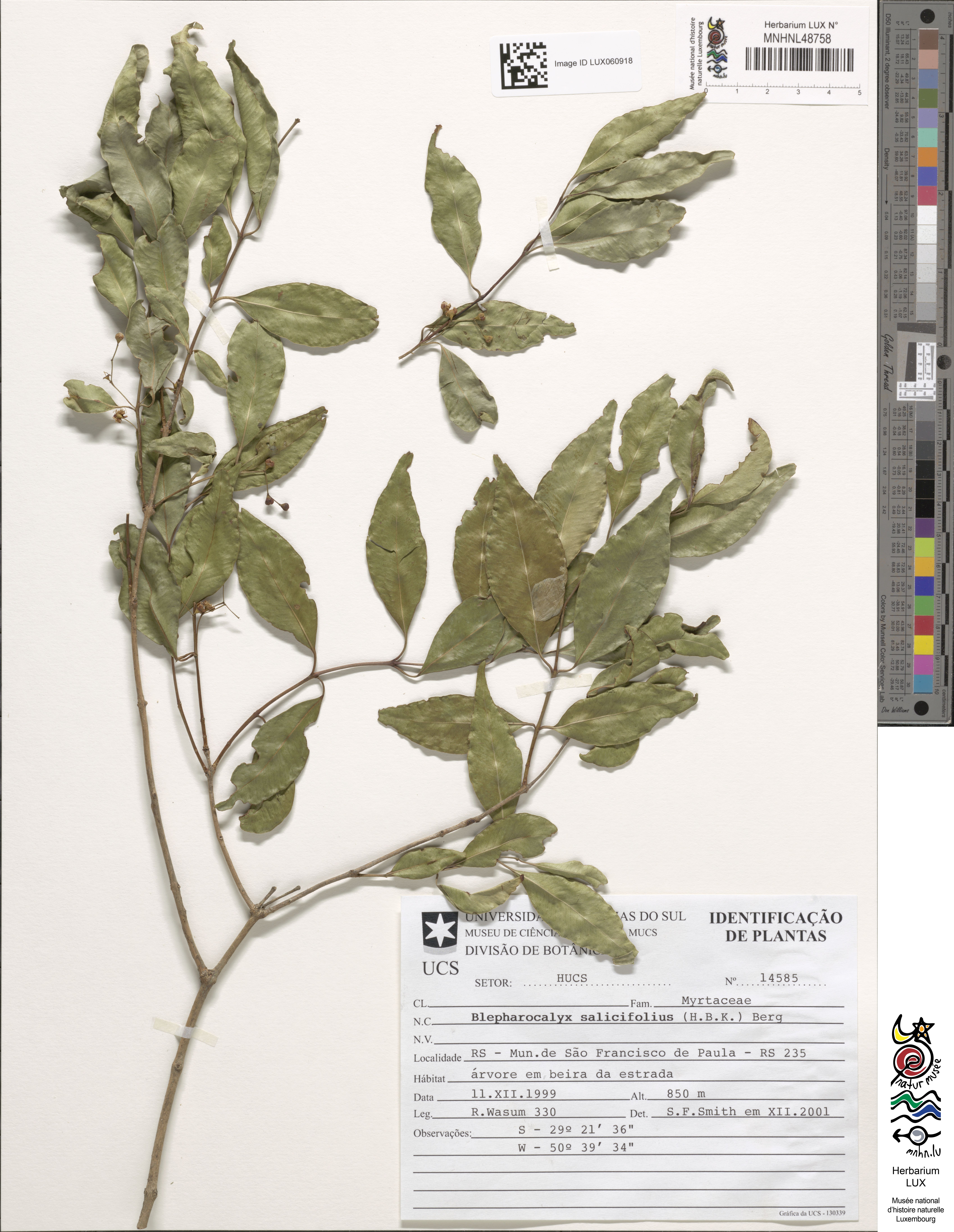 Blepharocalyx salicifolius