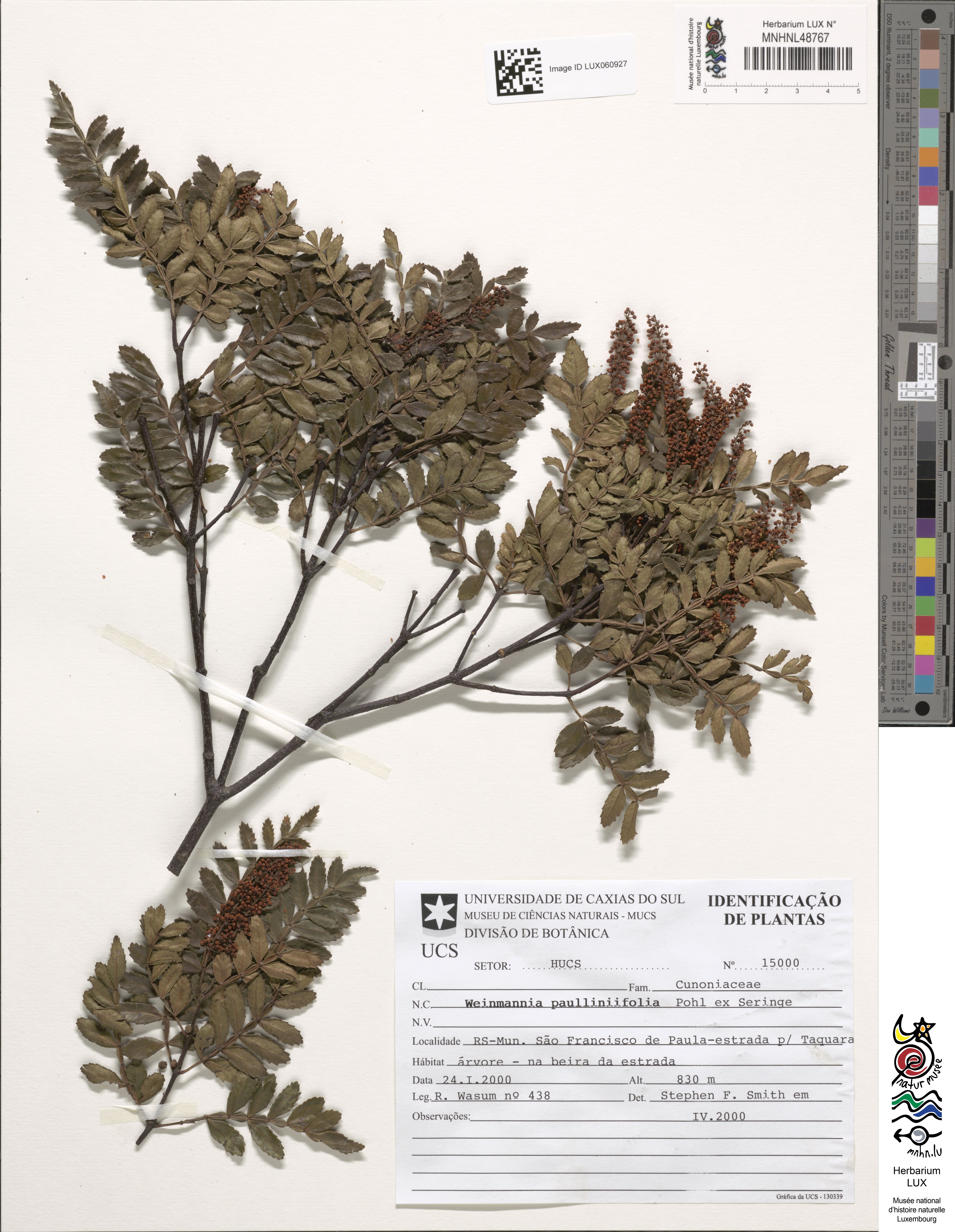 Weinmannia paulliniifolia