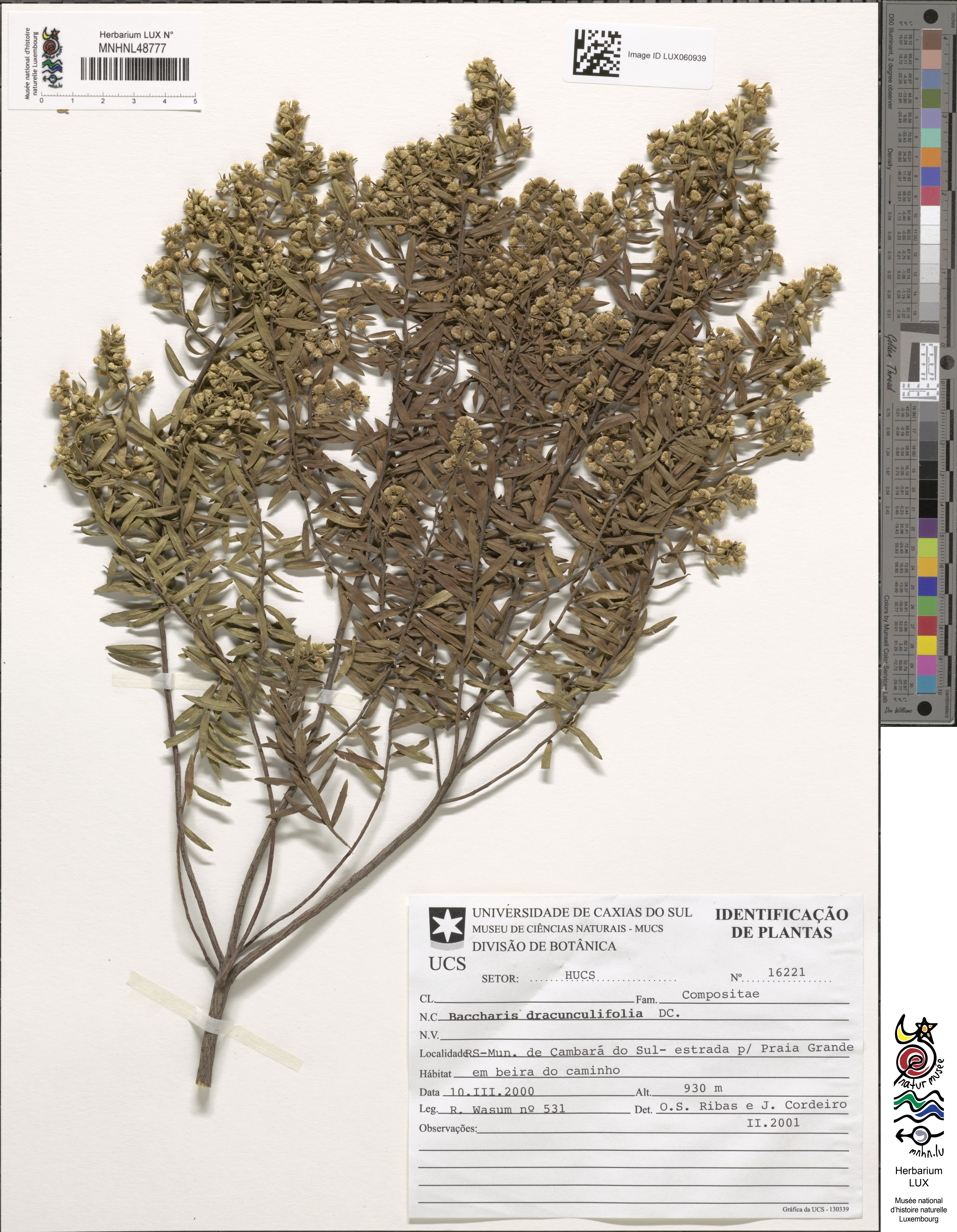 Baccharis dracunculifolia