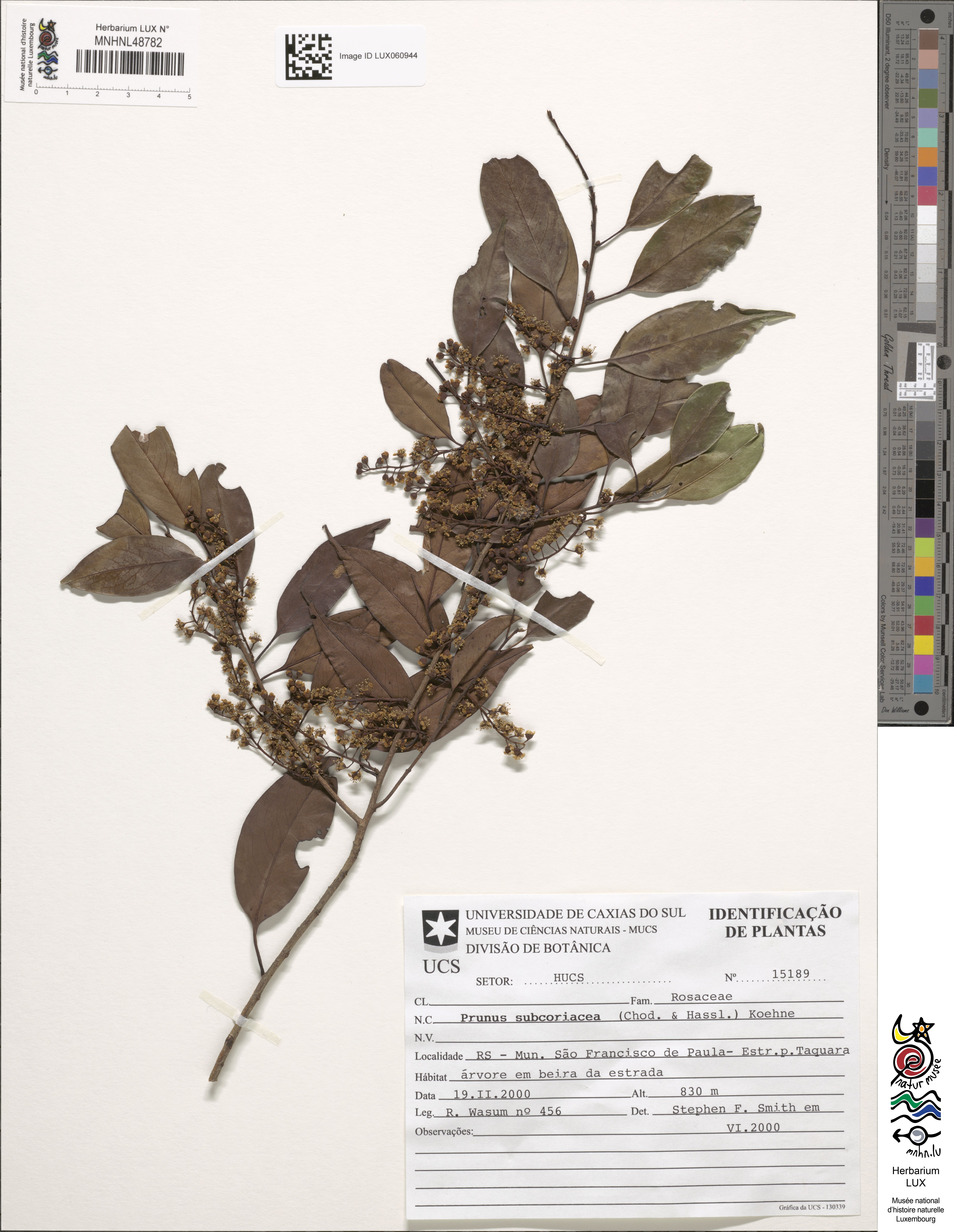 Prunus subcoriacea