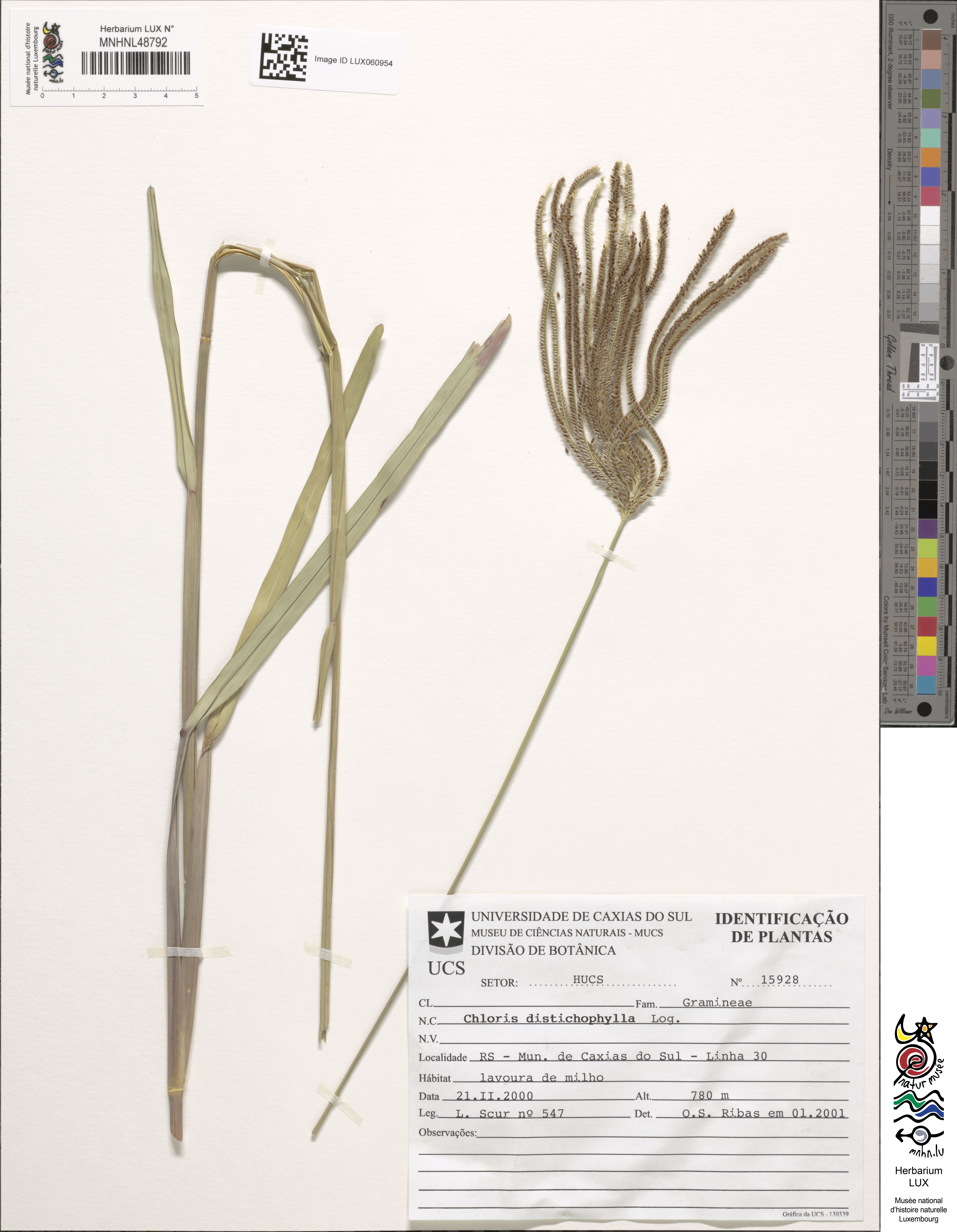 Chloris distichophylla
