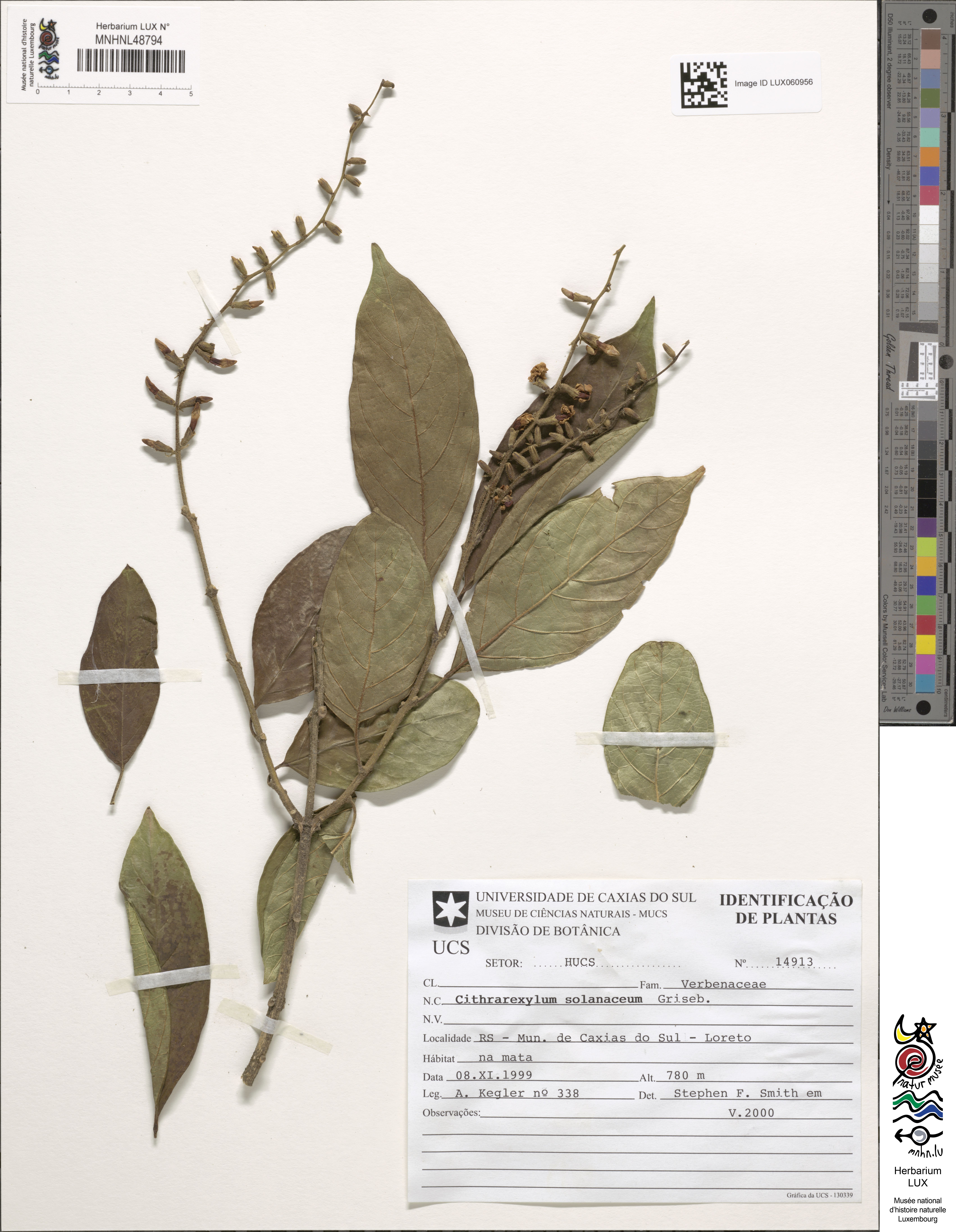 Citharexylum solanaceum