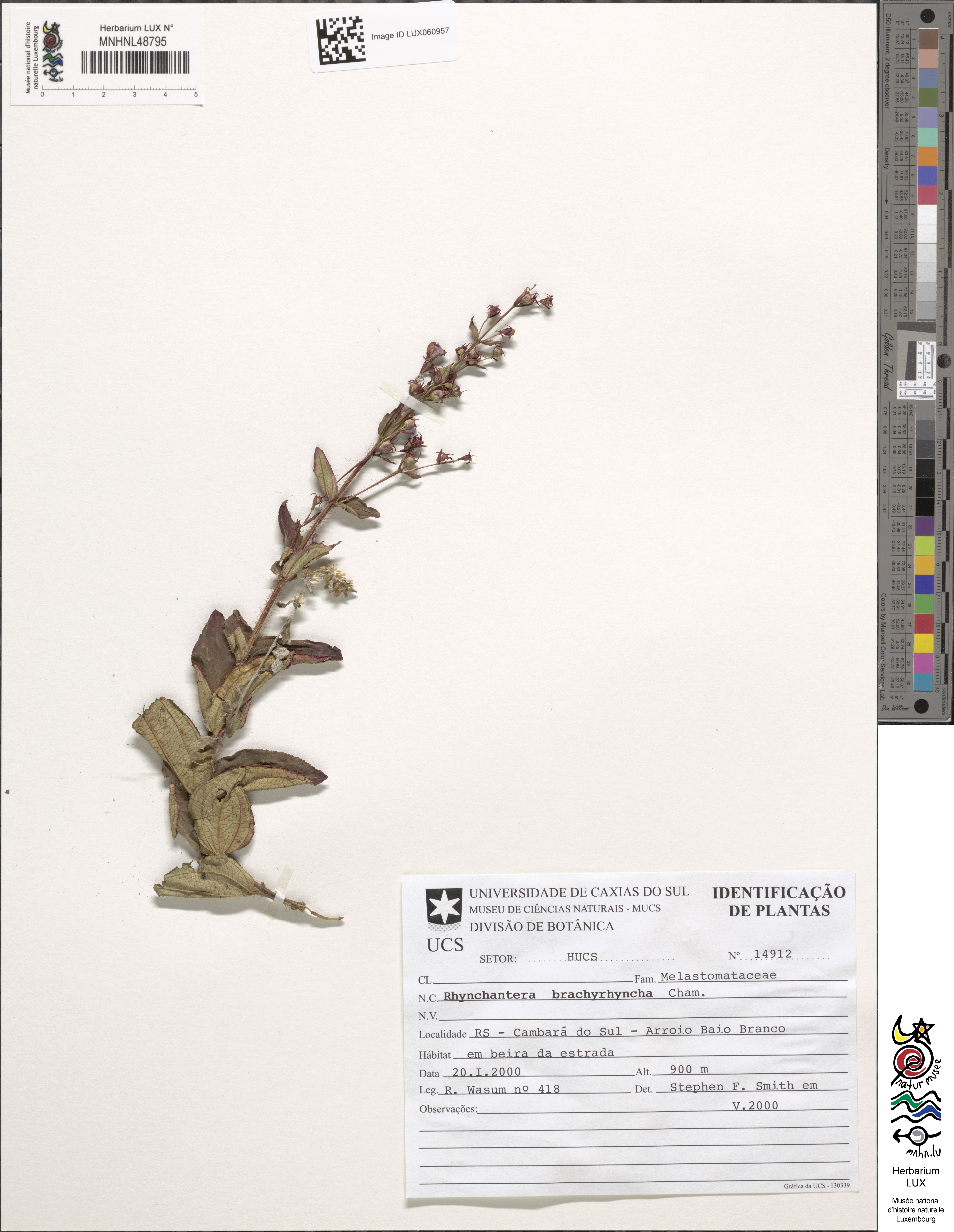 Rhynchanthera brachyrhyncha