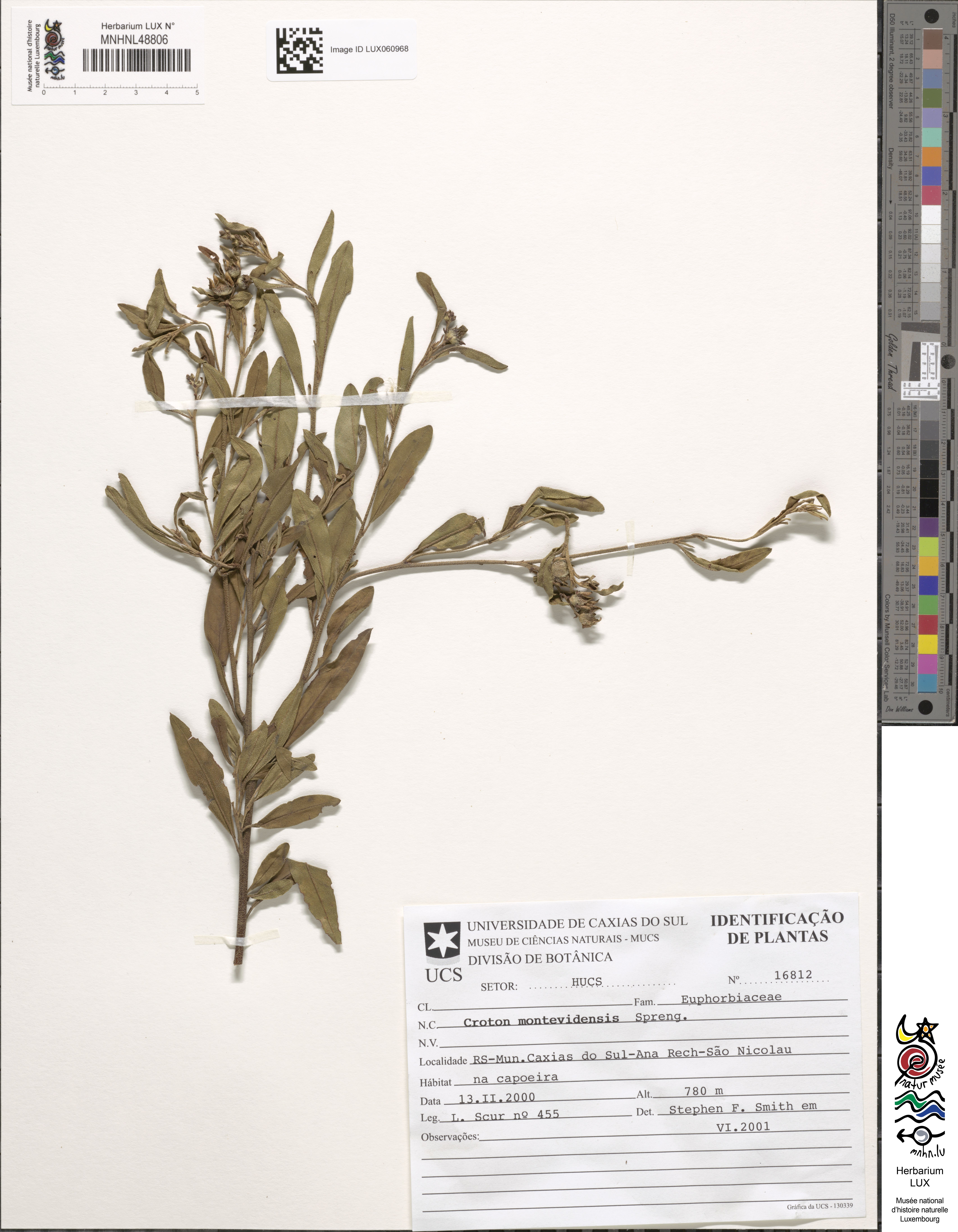 Croton montevidensis