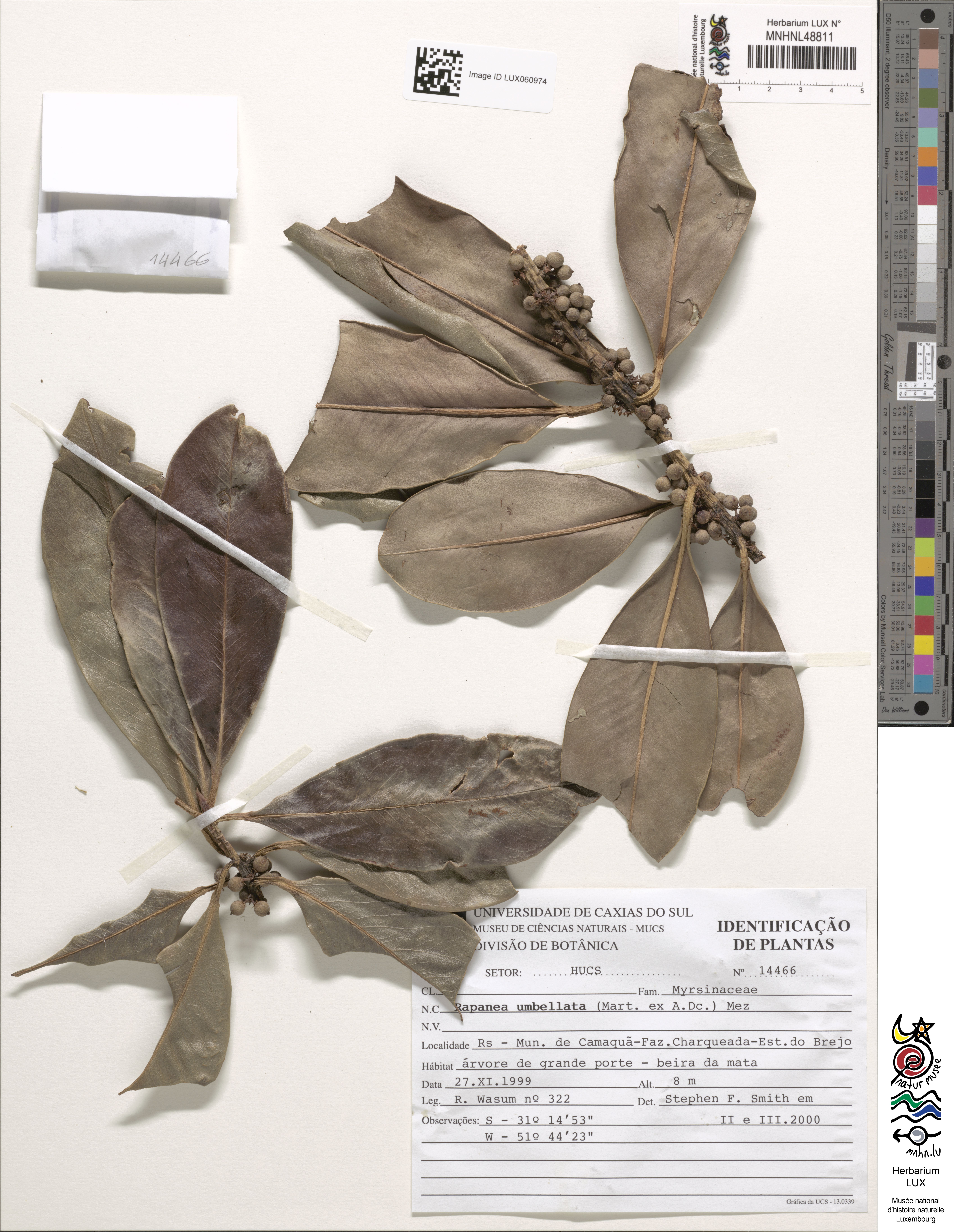Rapanea umbellata
