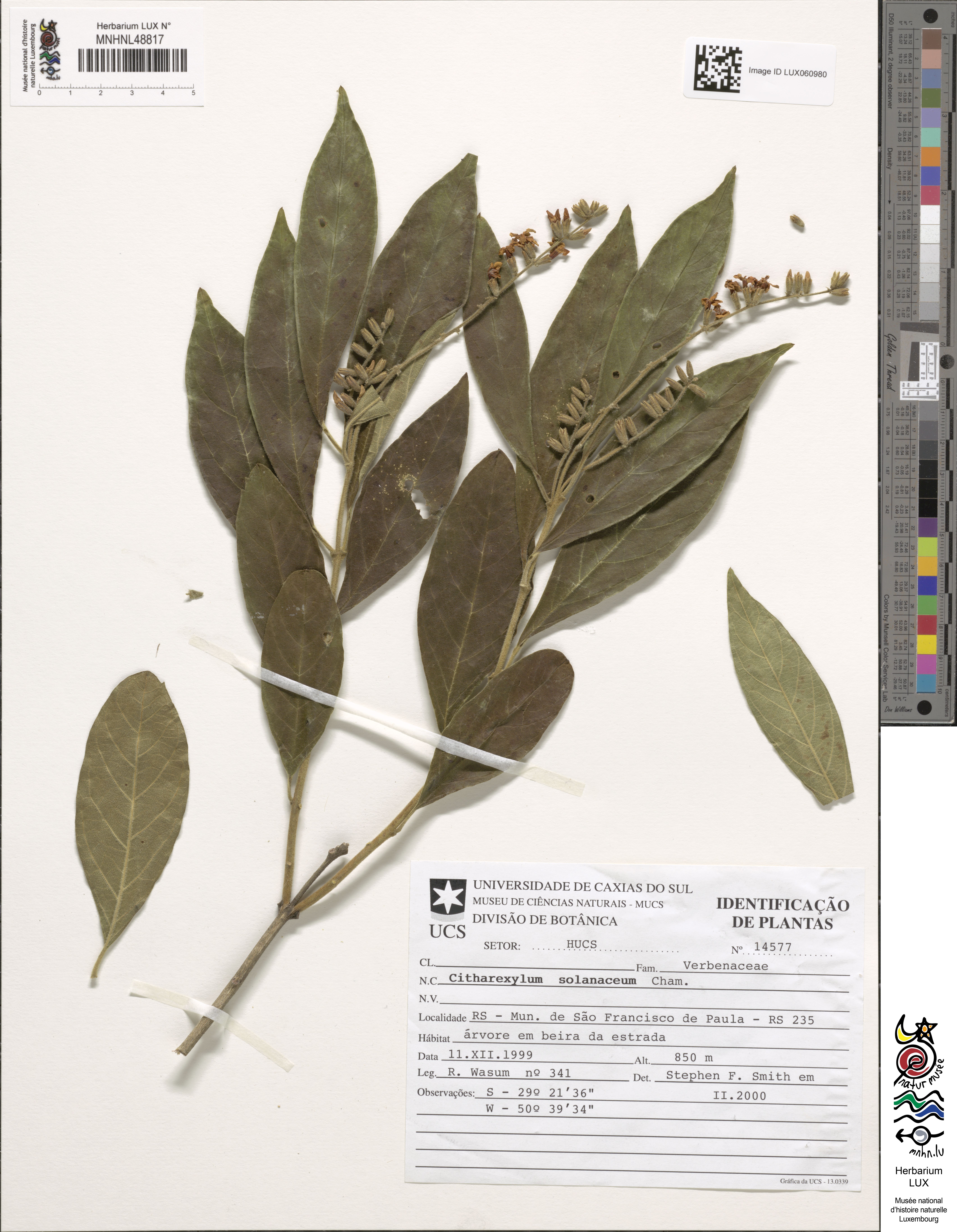 Citharexylum solanaceum